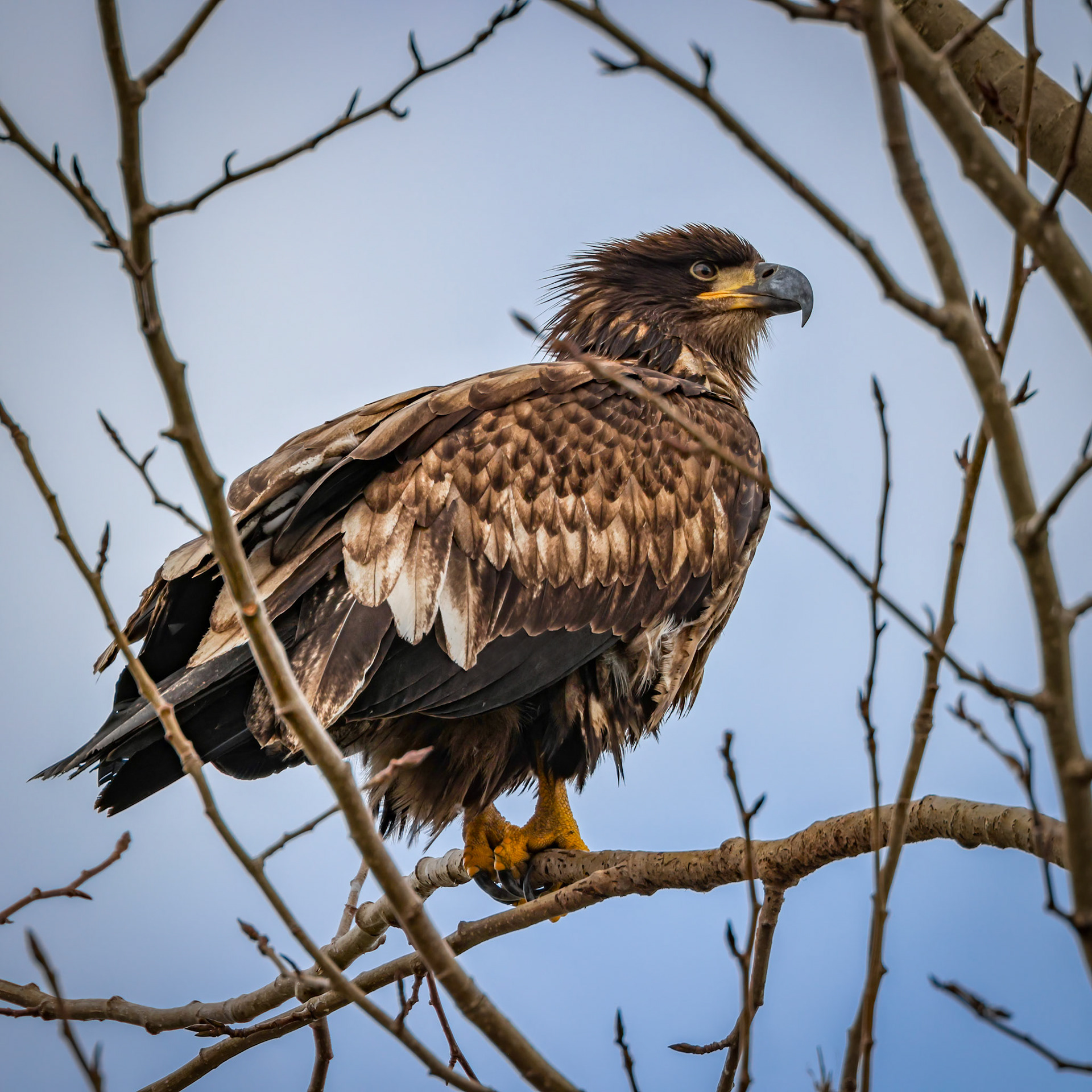 Juvenile Eagle, Samish Flats