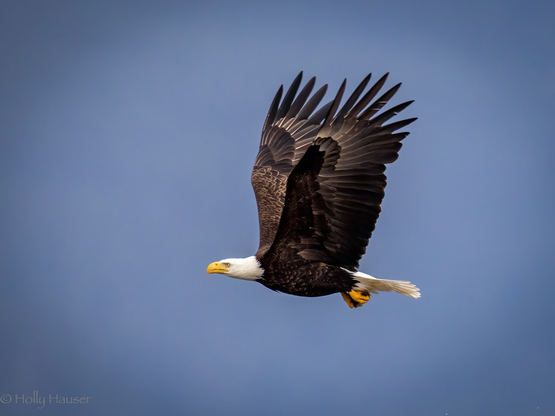 Bald Eagle