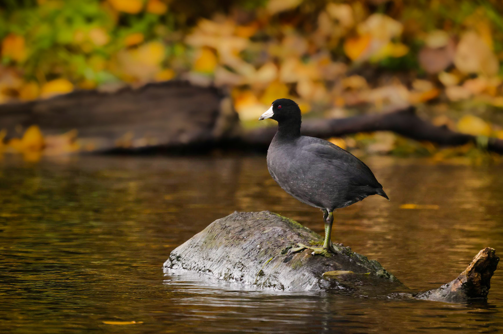 American Coot