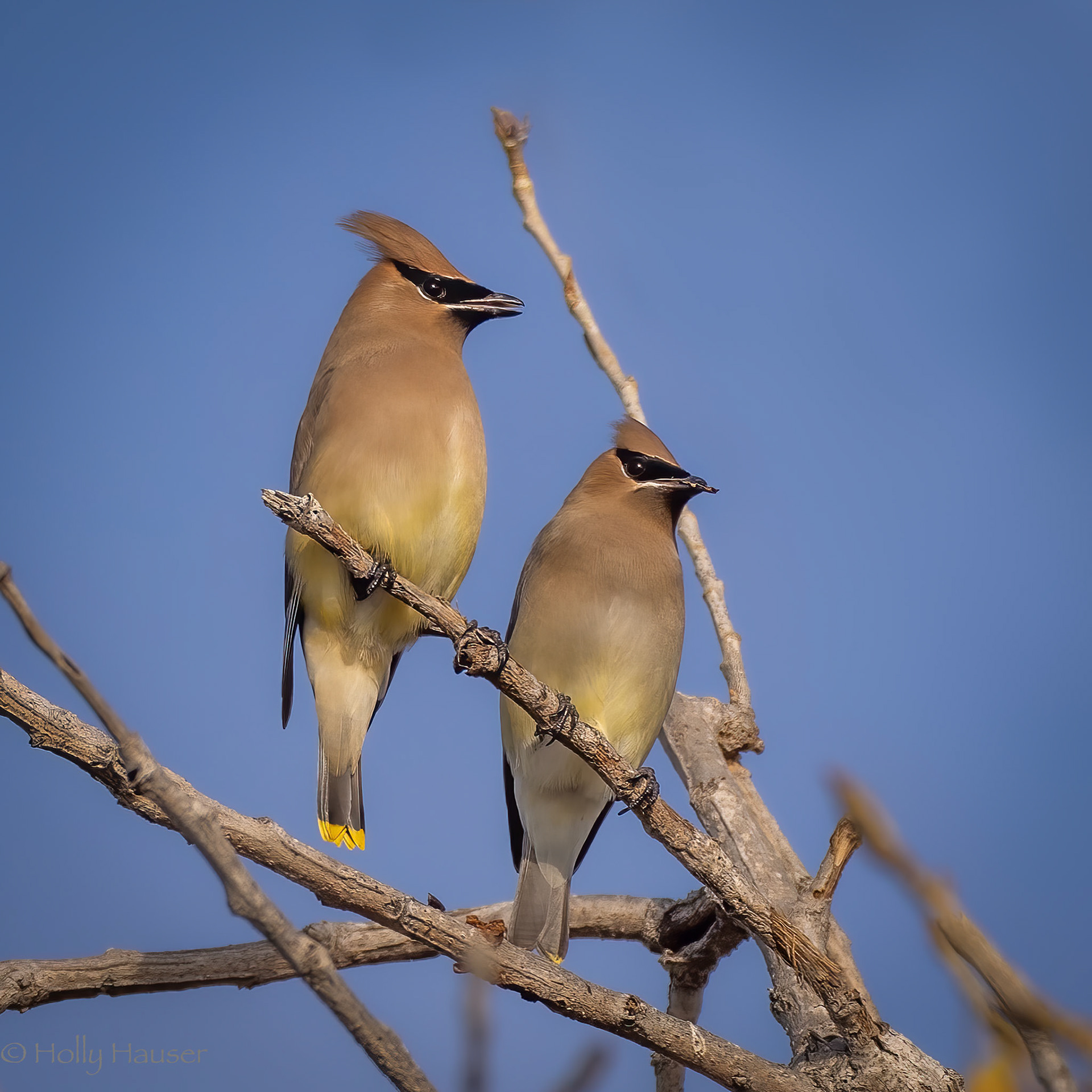Cedar Waxwing