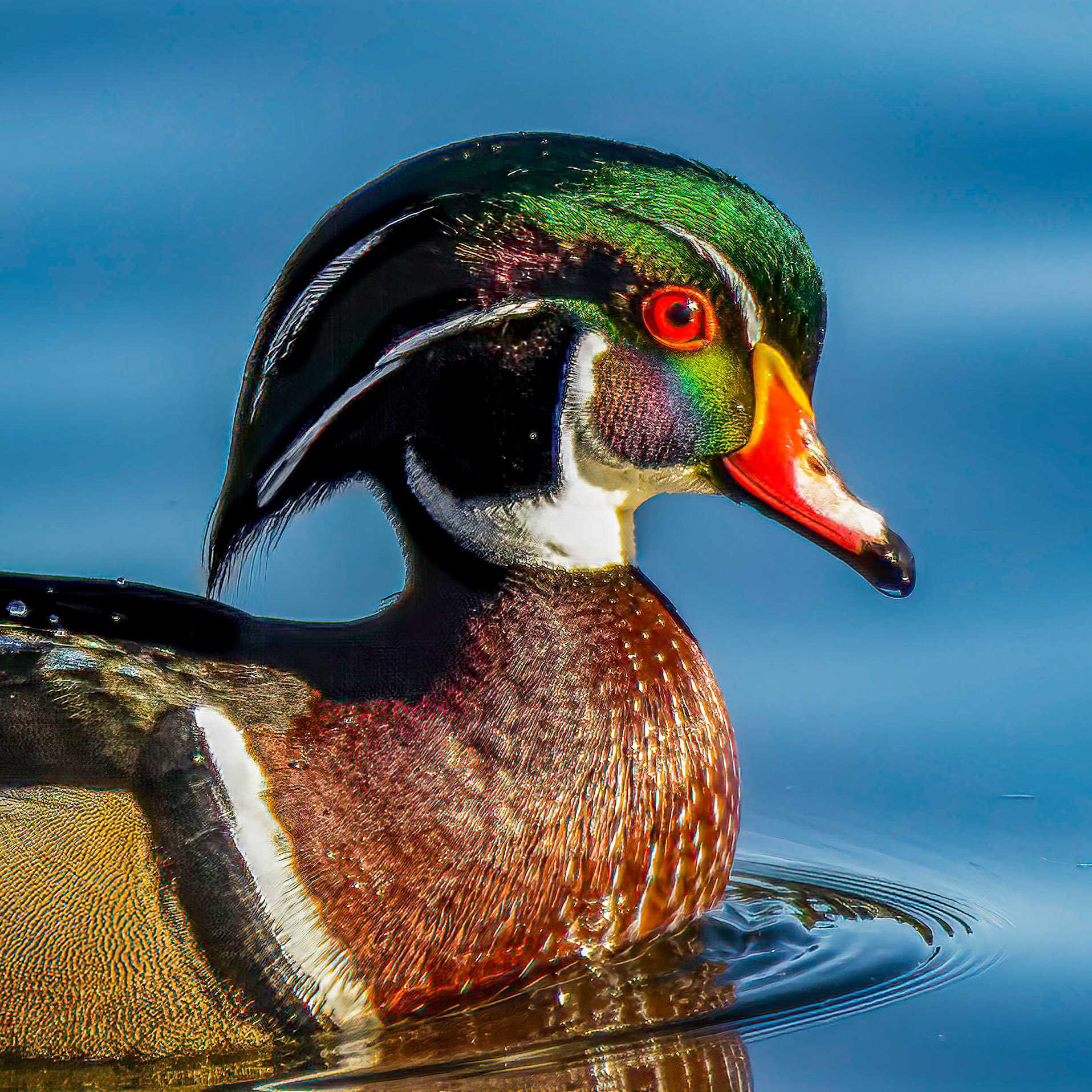 Wood Duck