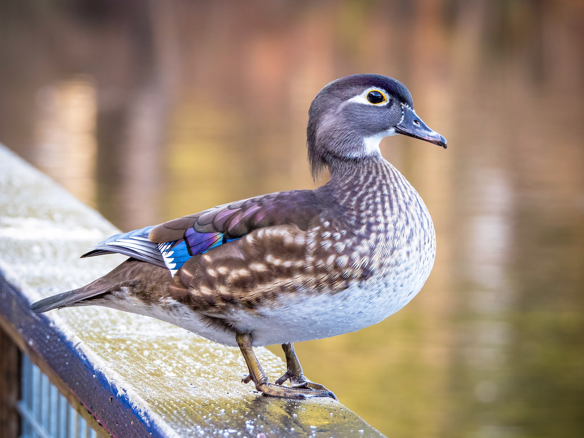 Wood Duck