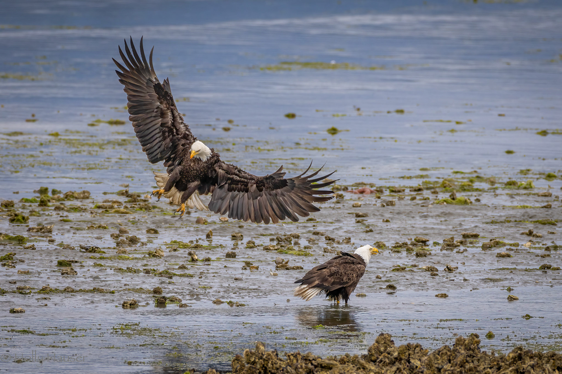 Bald Eagles