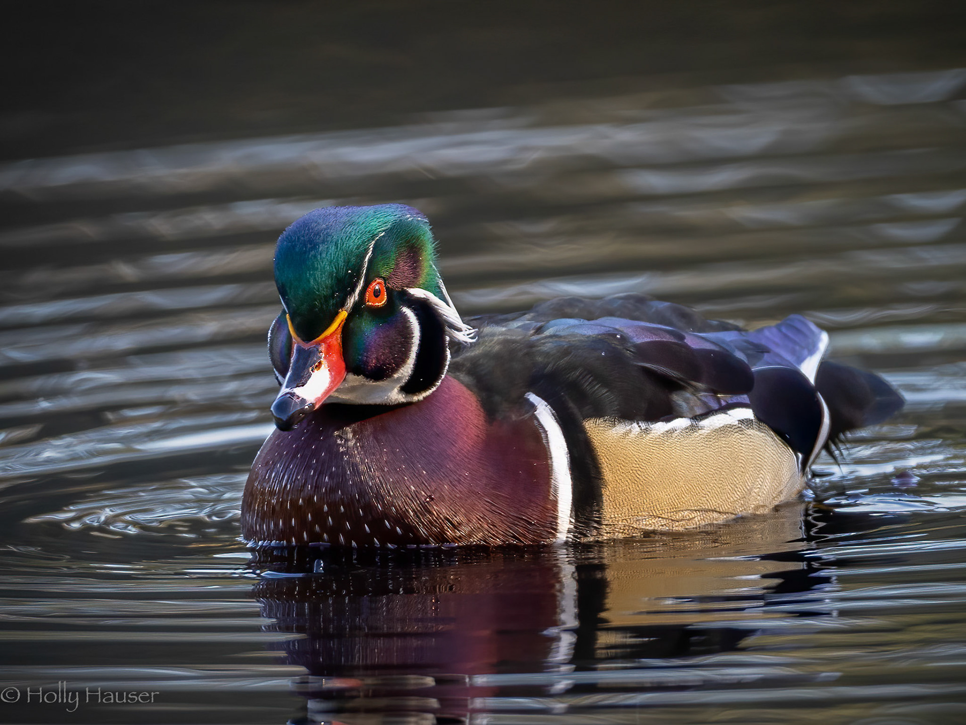 Wood Duck