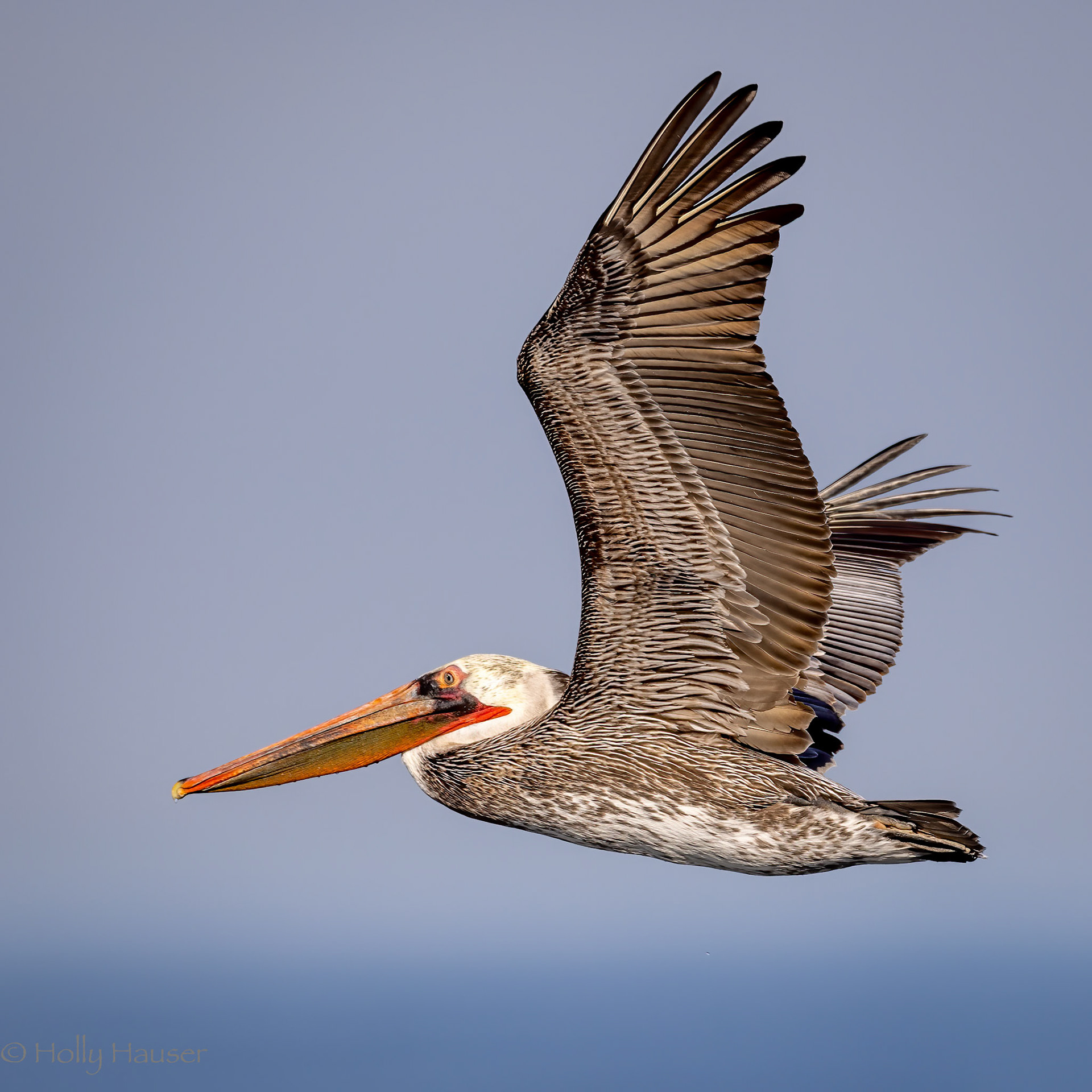 Brown Pelican