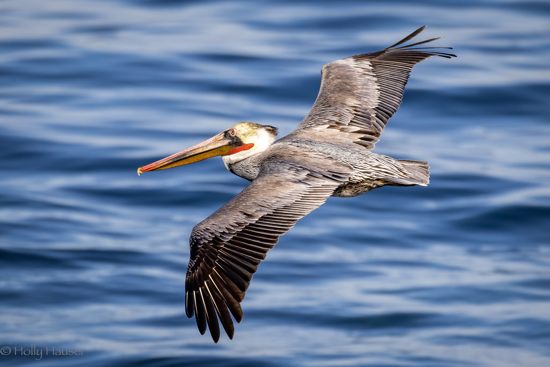 Brown Pelican