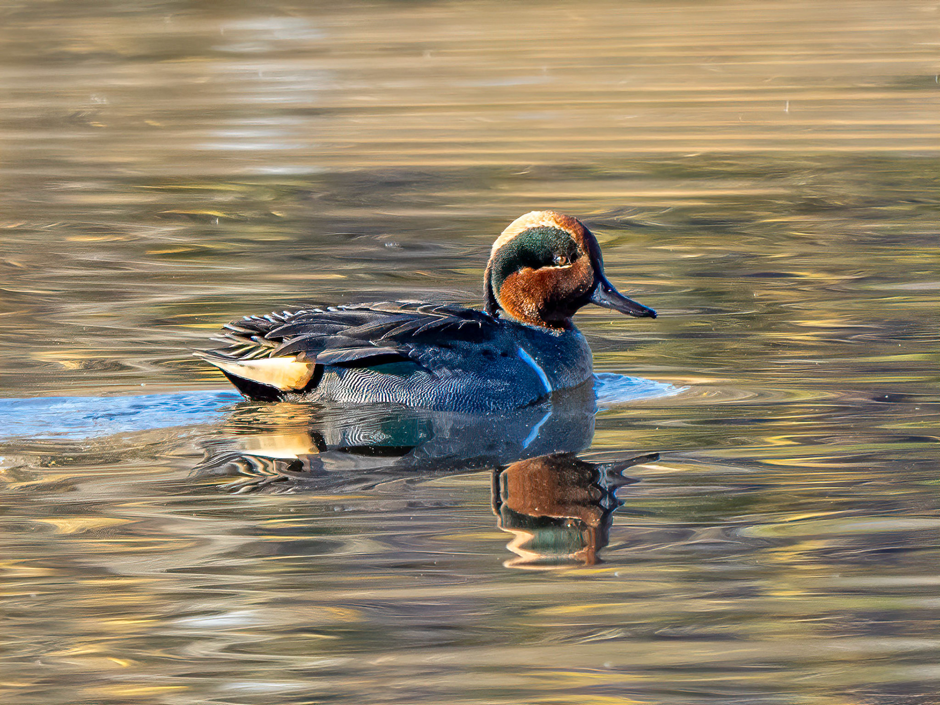 American Wigeon