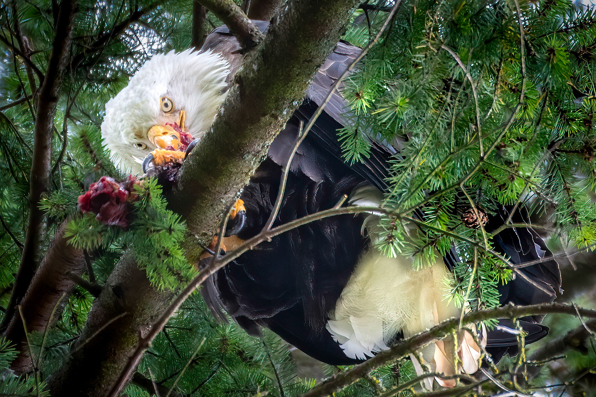Mature Bald Eagle, with catch, Issaquah