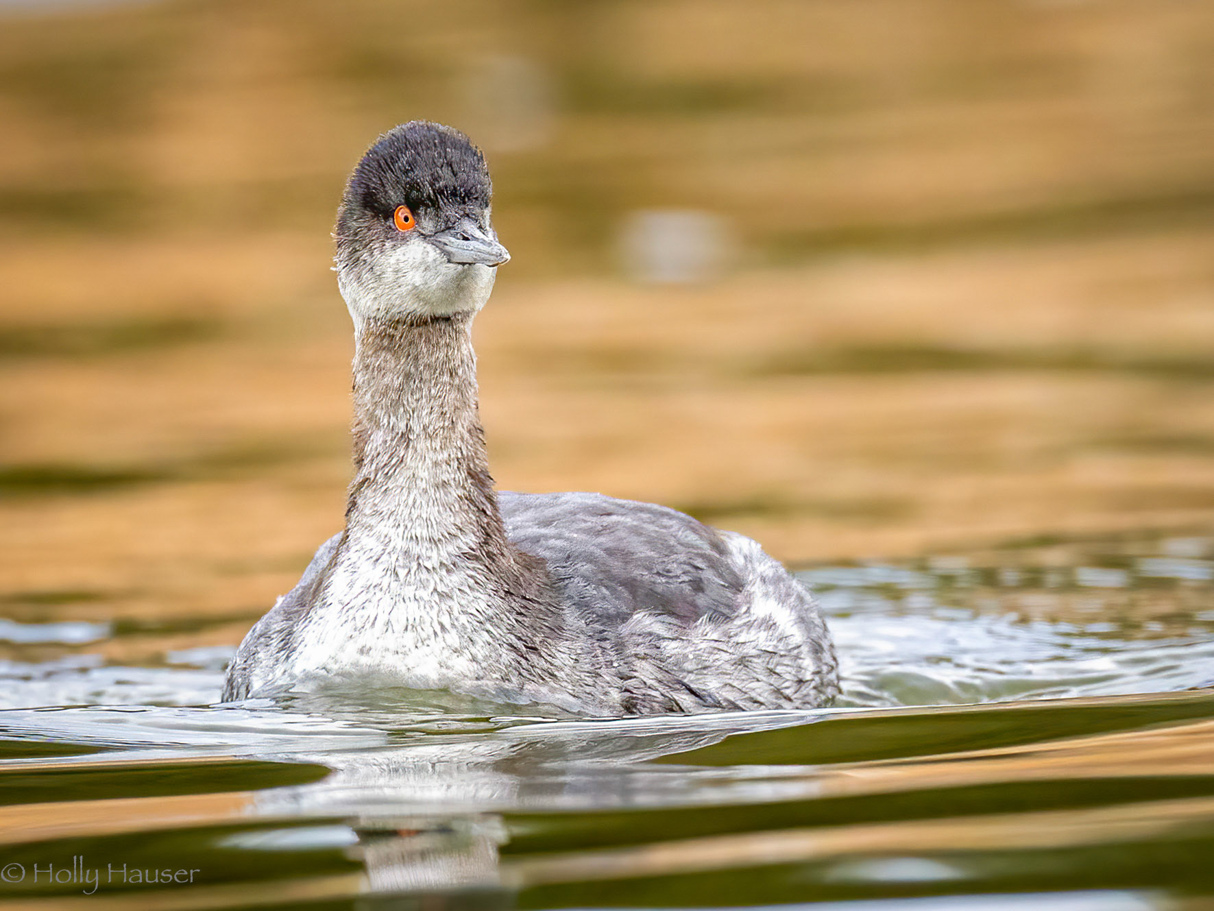 Eared Grebe