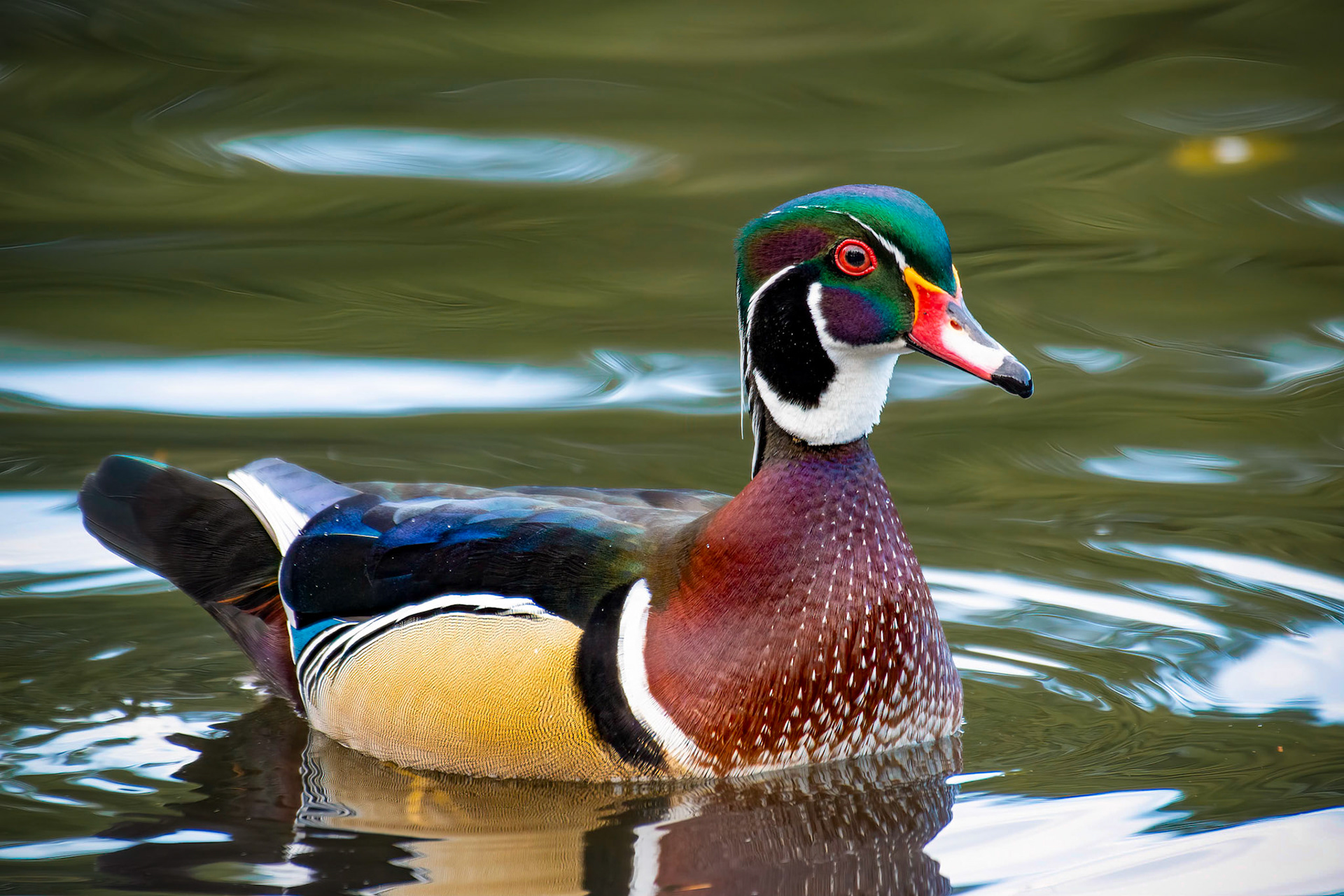 Wood Duck