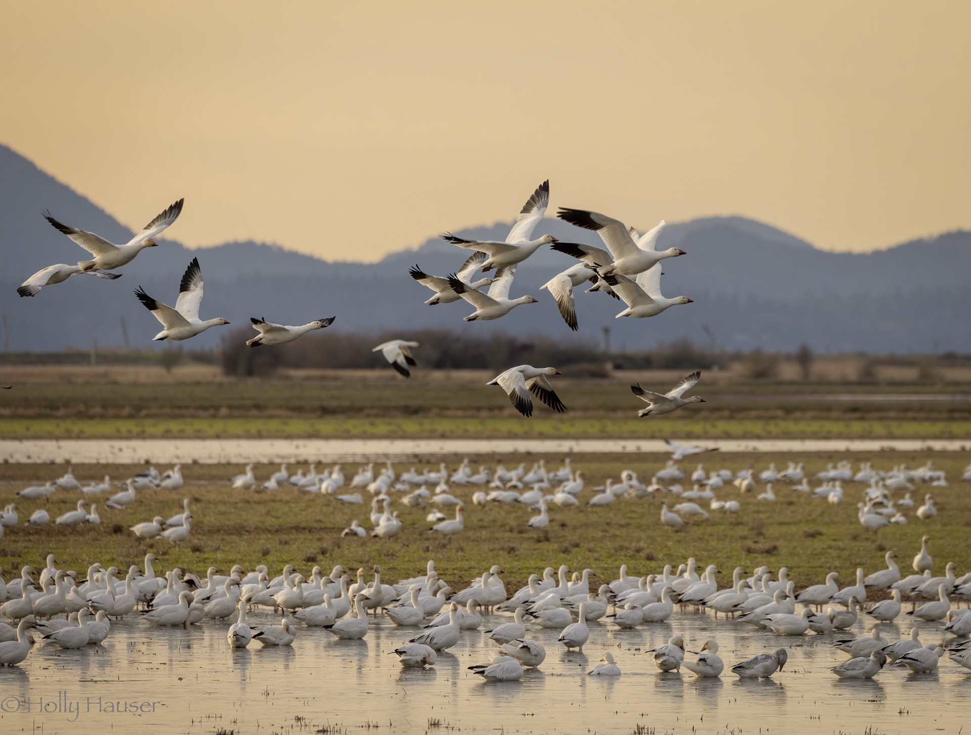 Snow Geese
