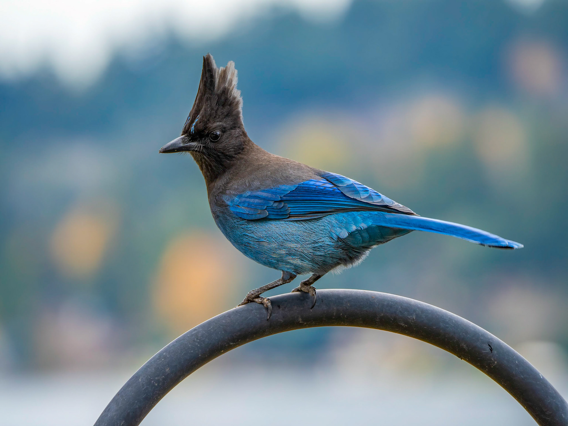 Stellar's Jay