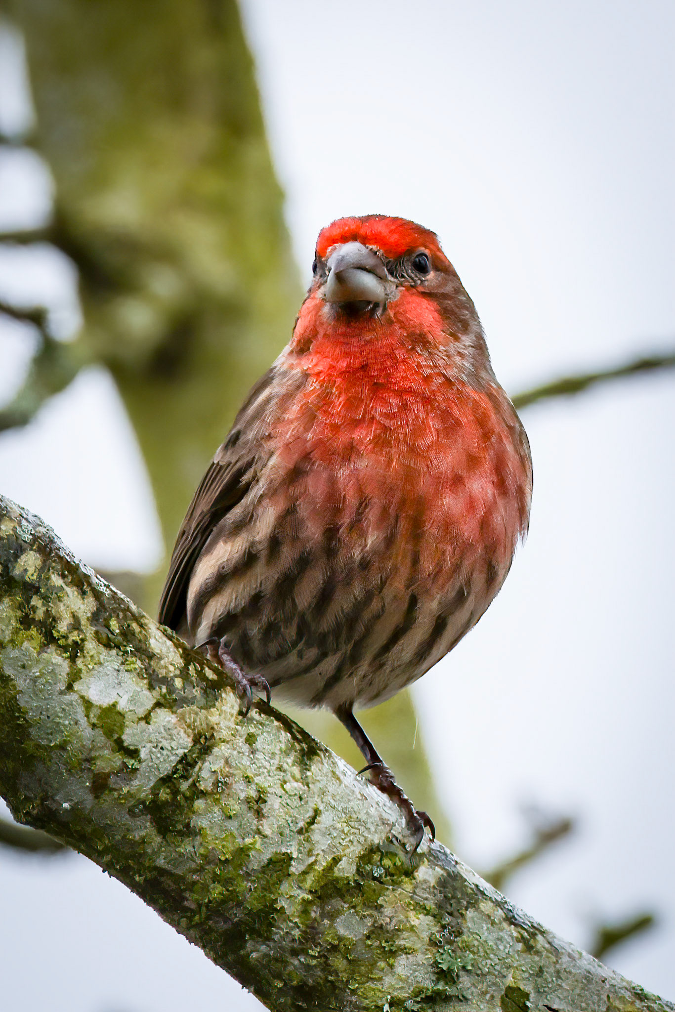 House Finch
