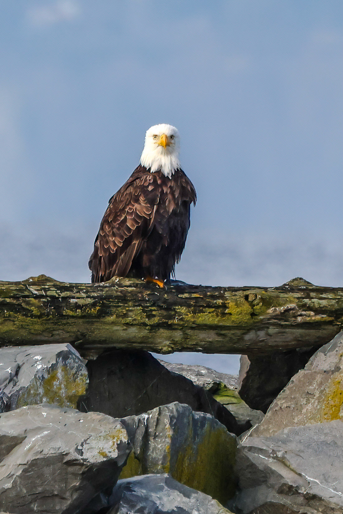 Mature Bald Eagle, Edmunds