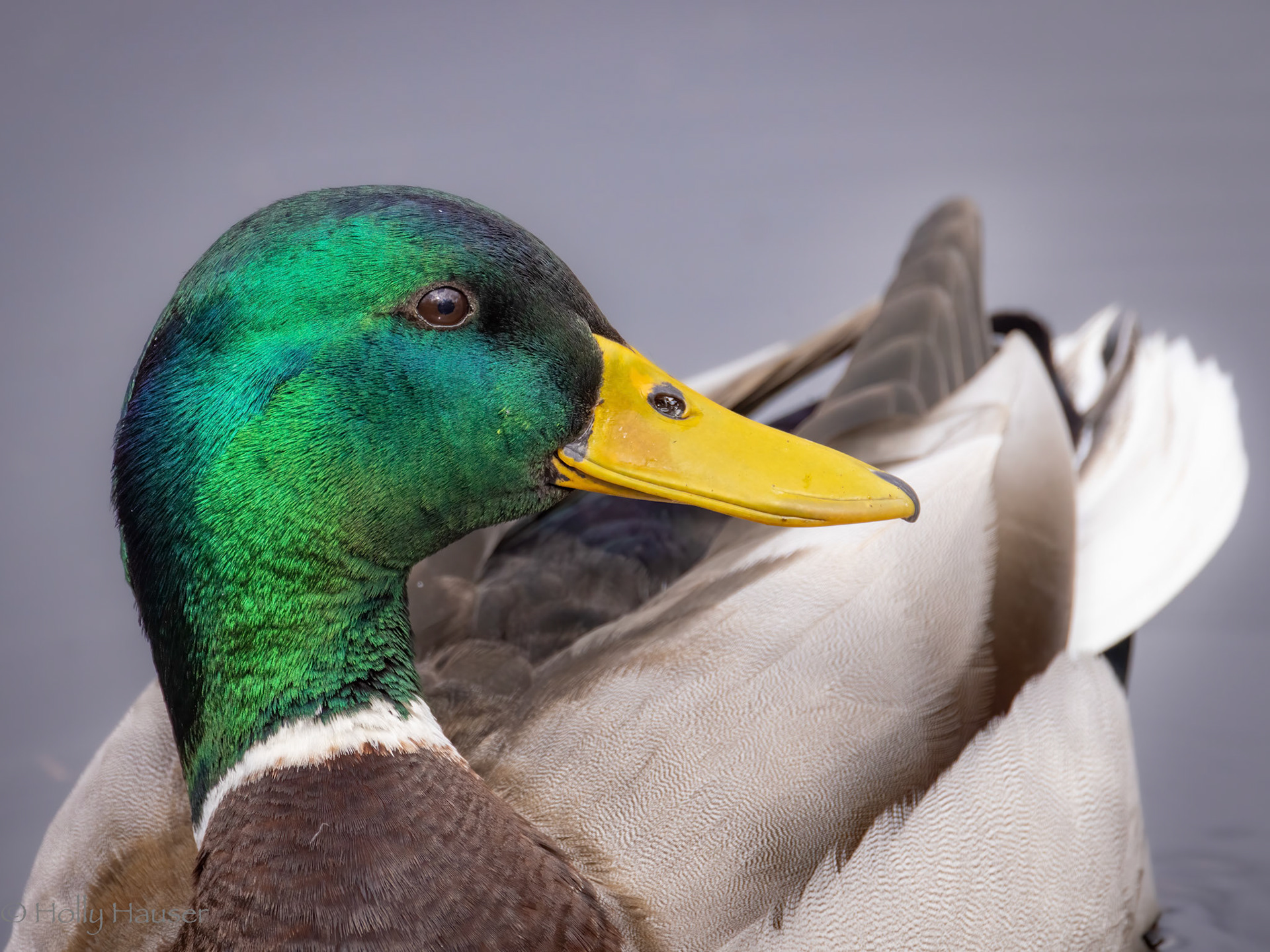Mallard