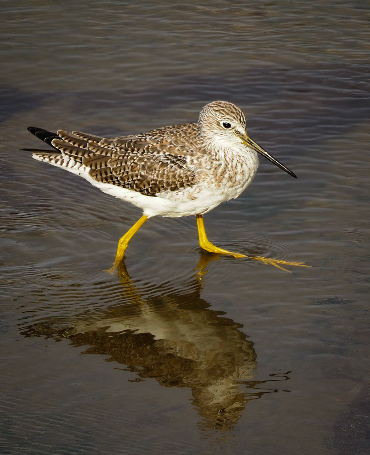 Greater Yellowlegs