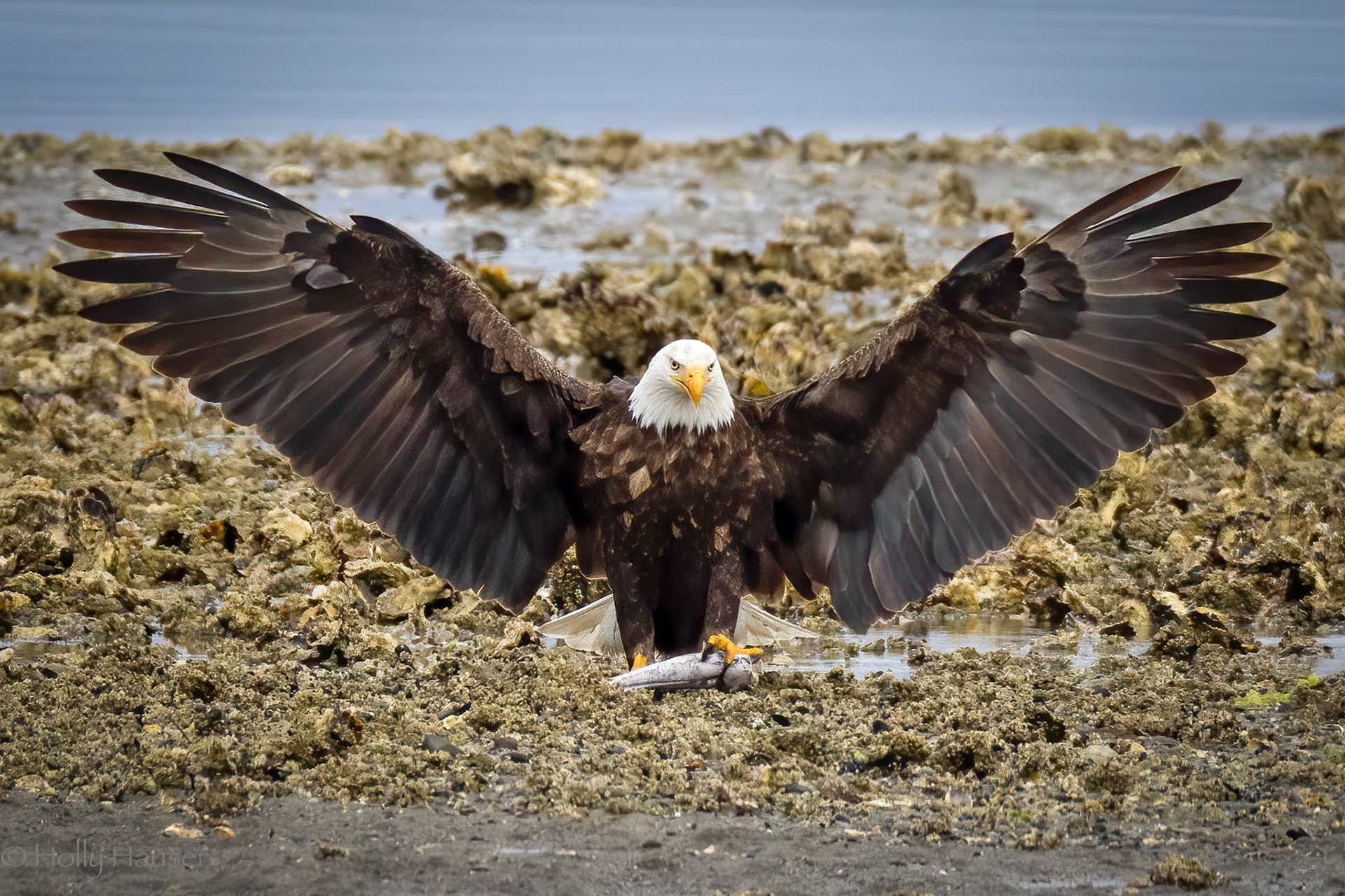 Bald Eagle