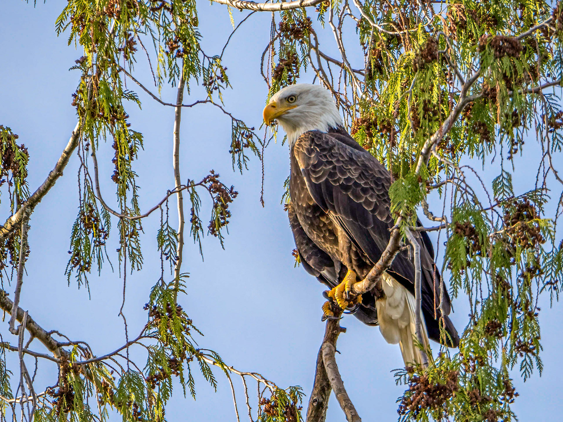 Mature Bald Eagle, Lake Sammamish