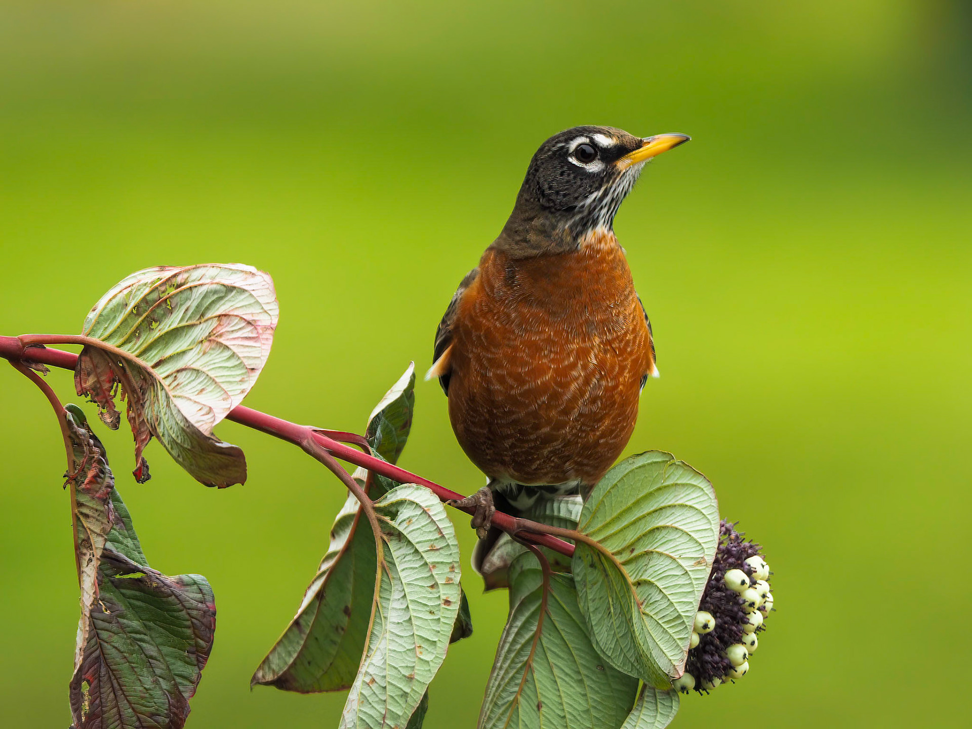 American Robin