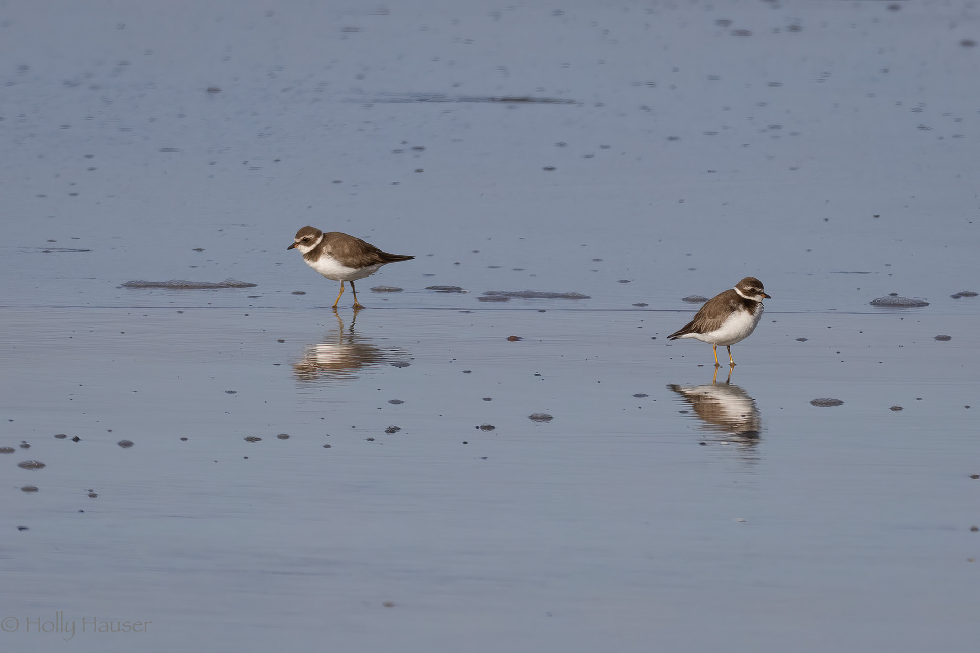 Semipalmated Plover