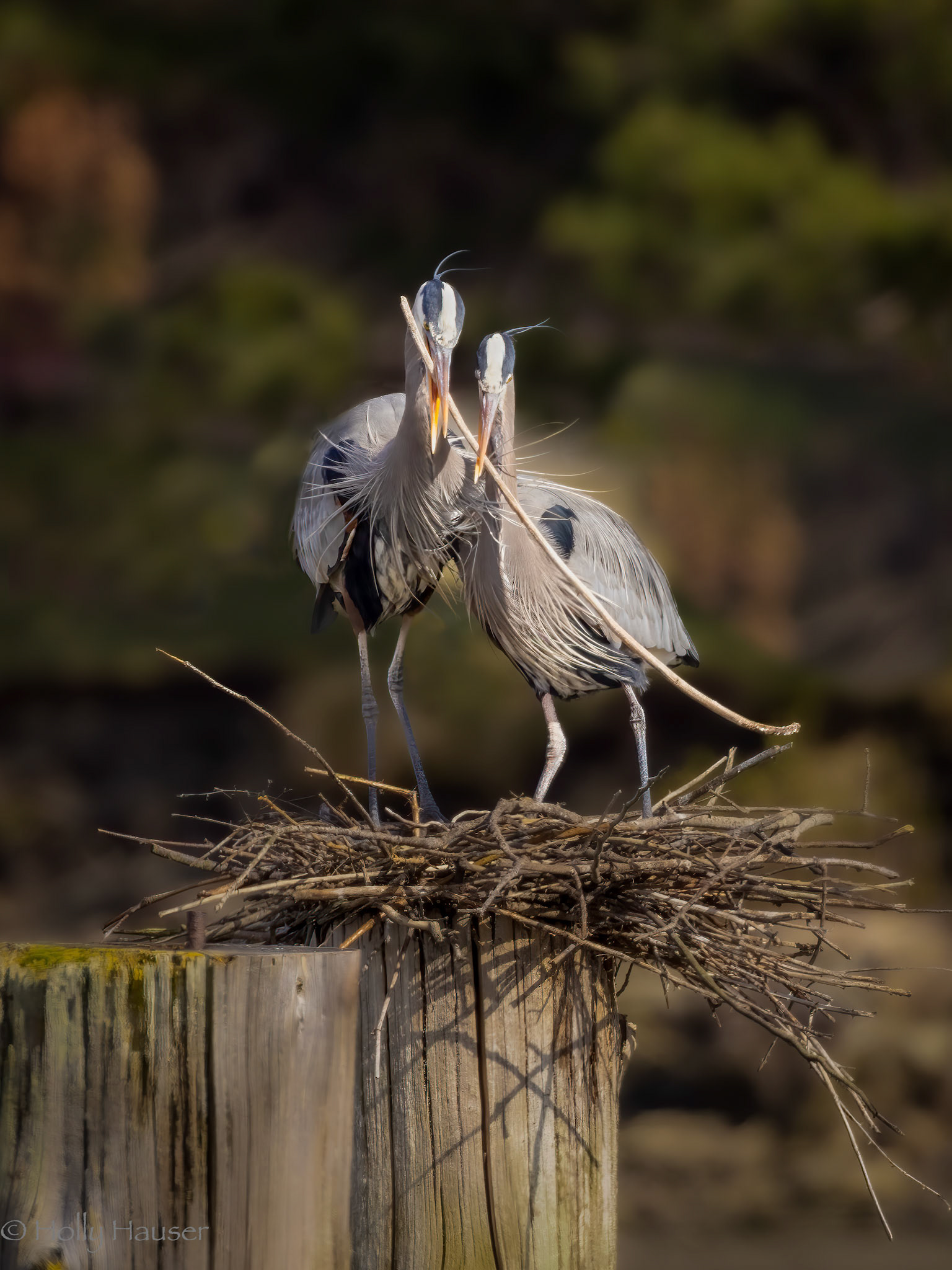 Great Blue Heron
