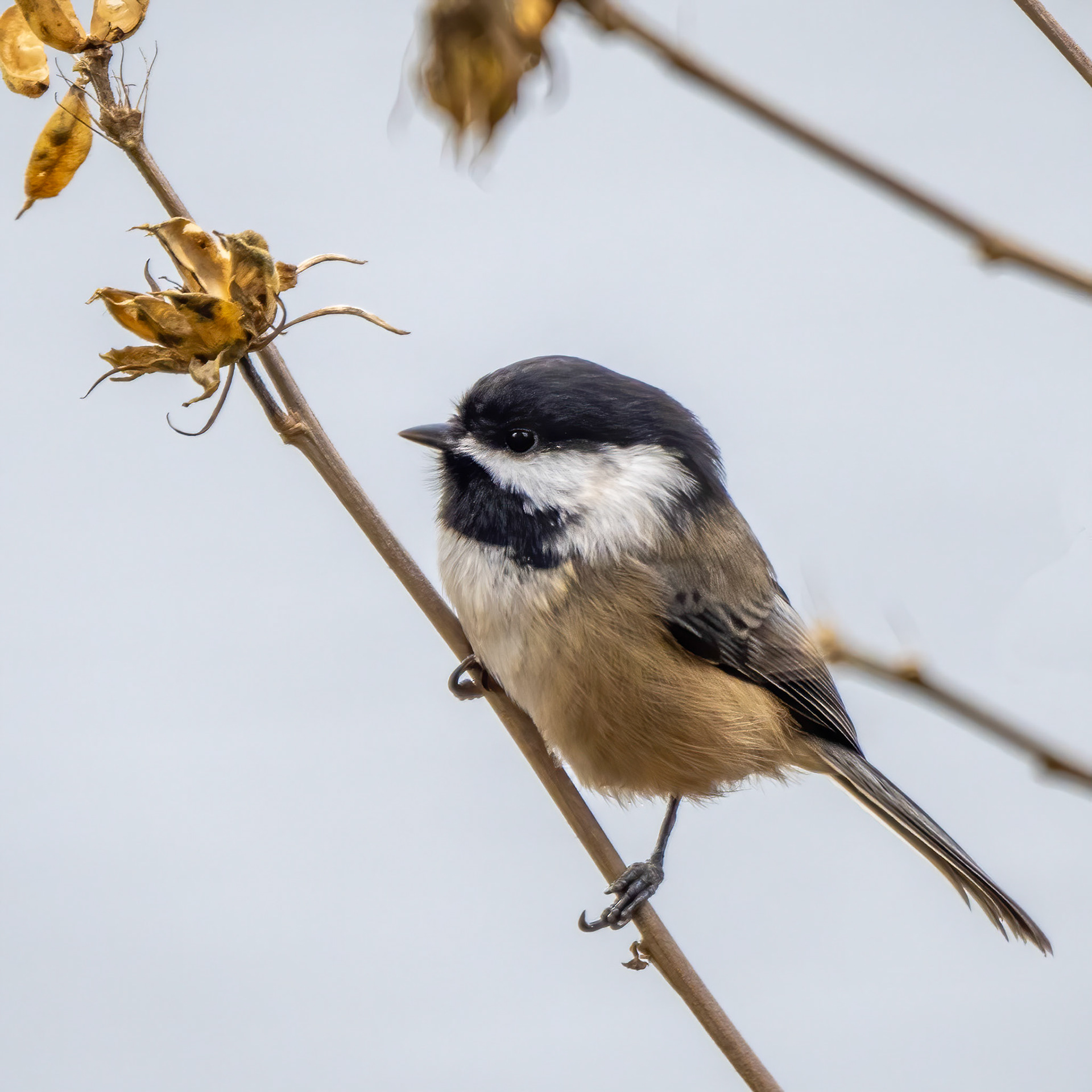 Black-capped Chickadee