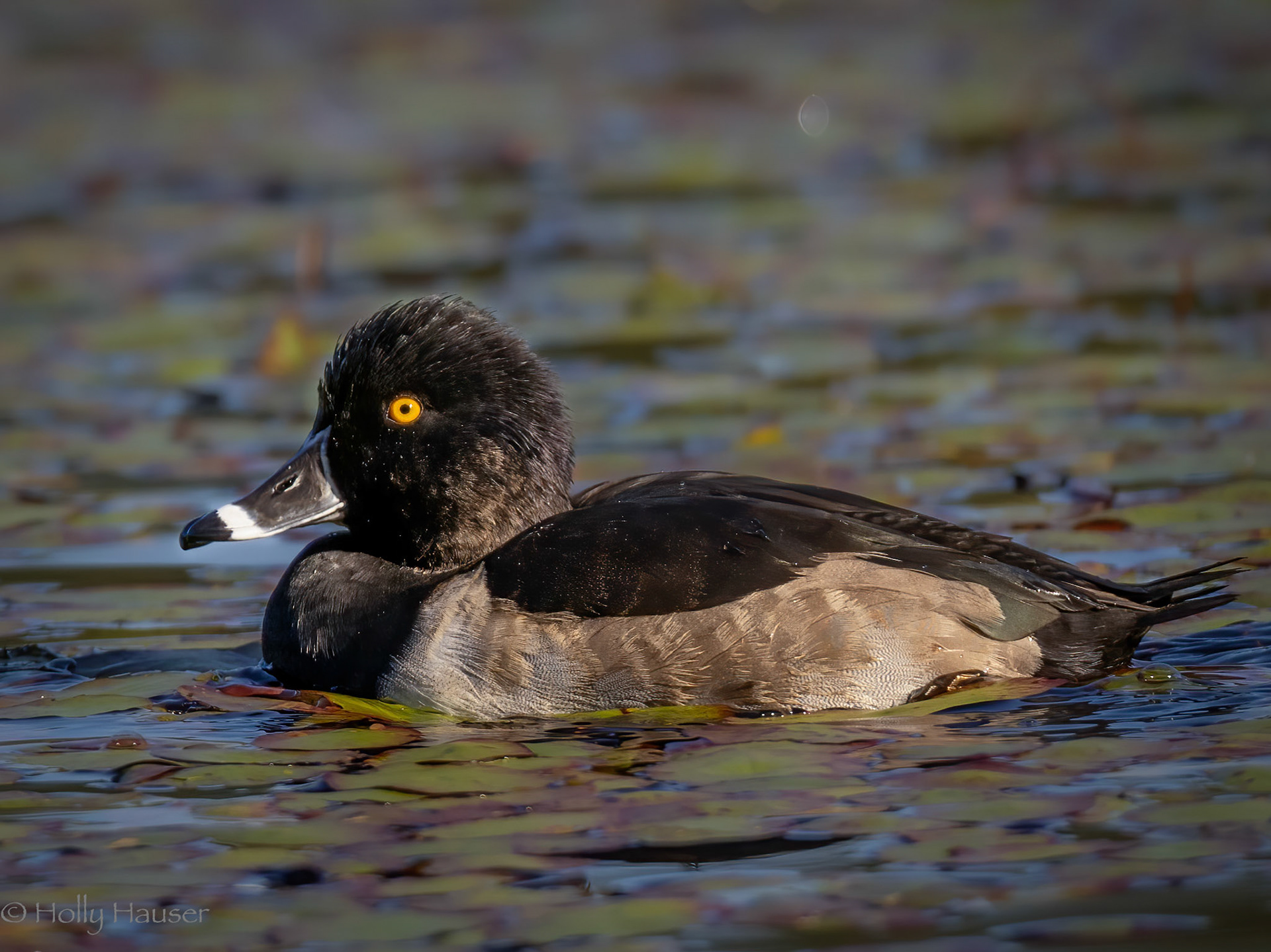 Ring-necked Duck