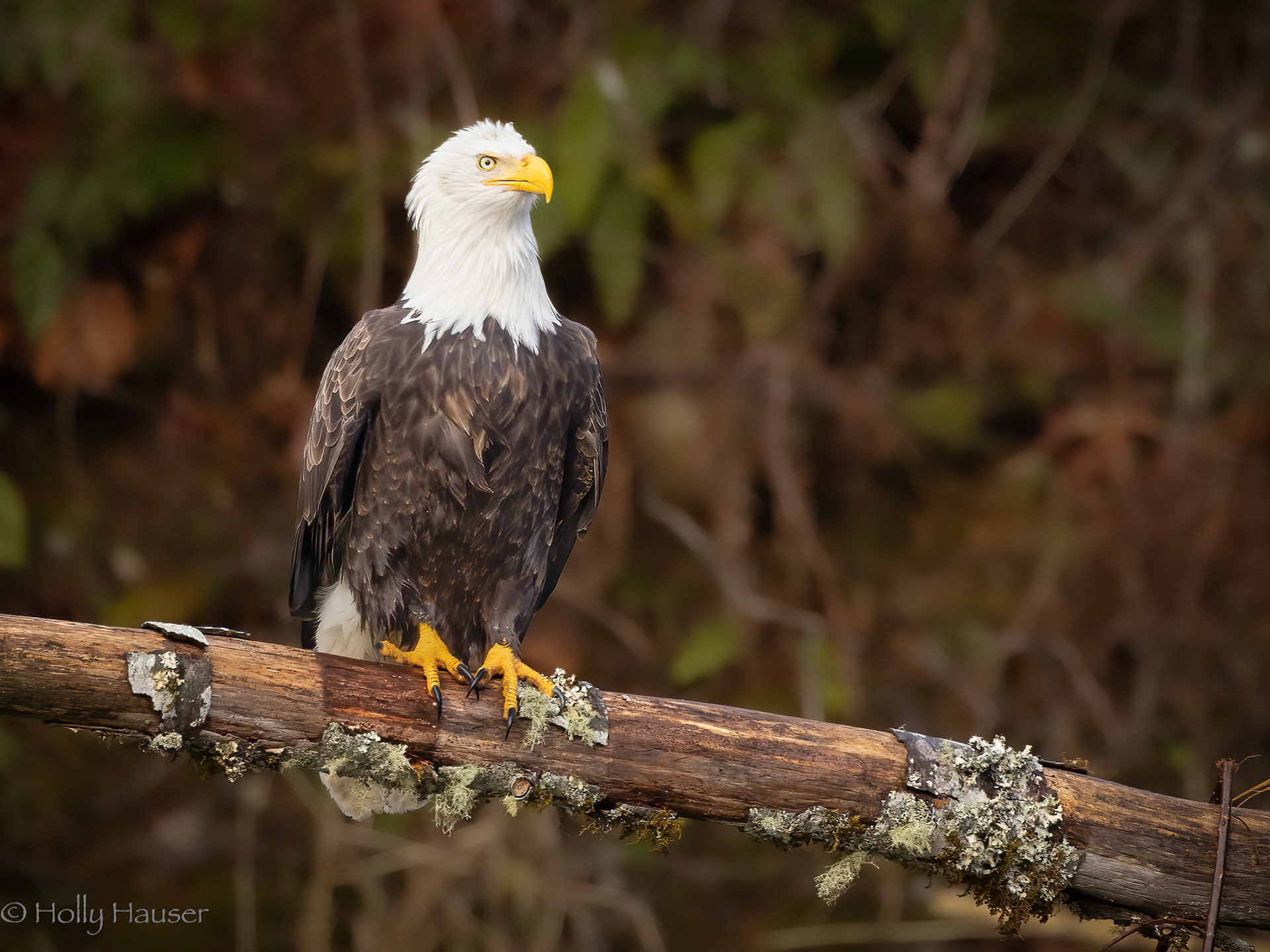 Bald Eagle