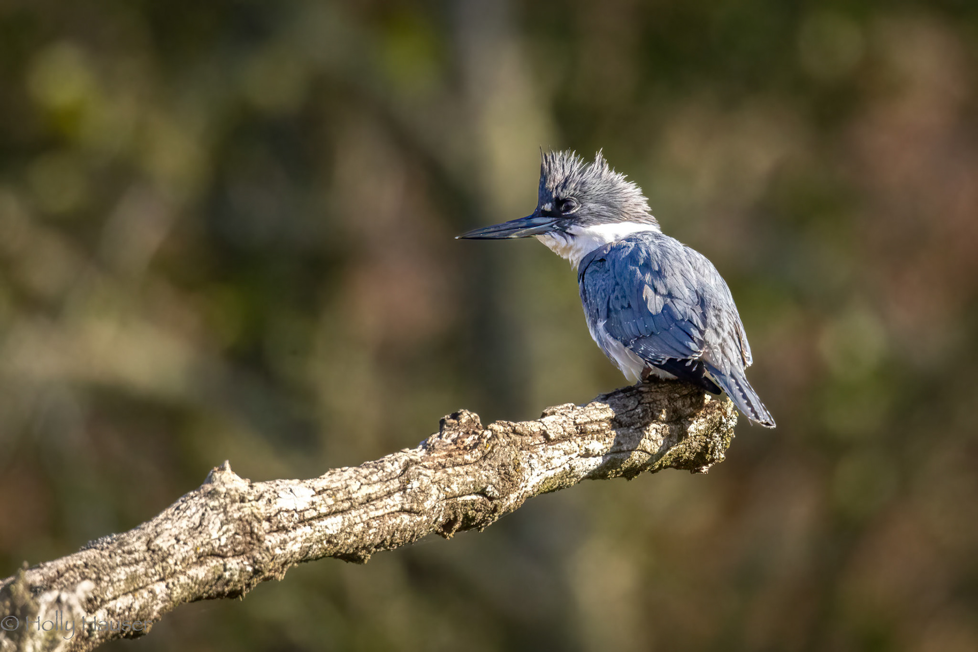 Belted Kingfisher