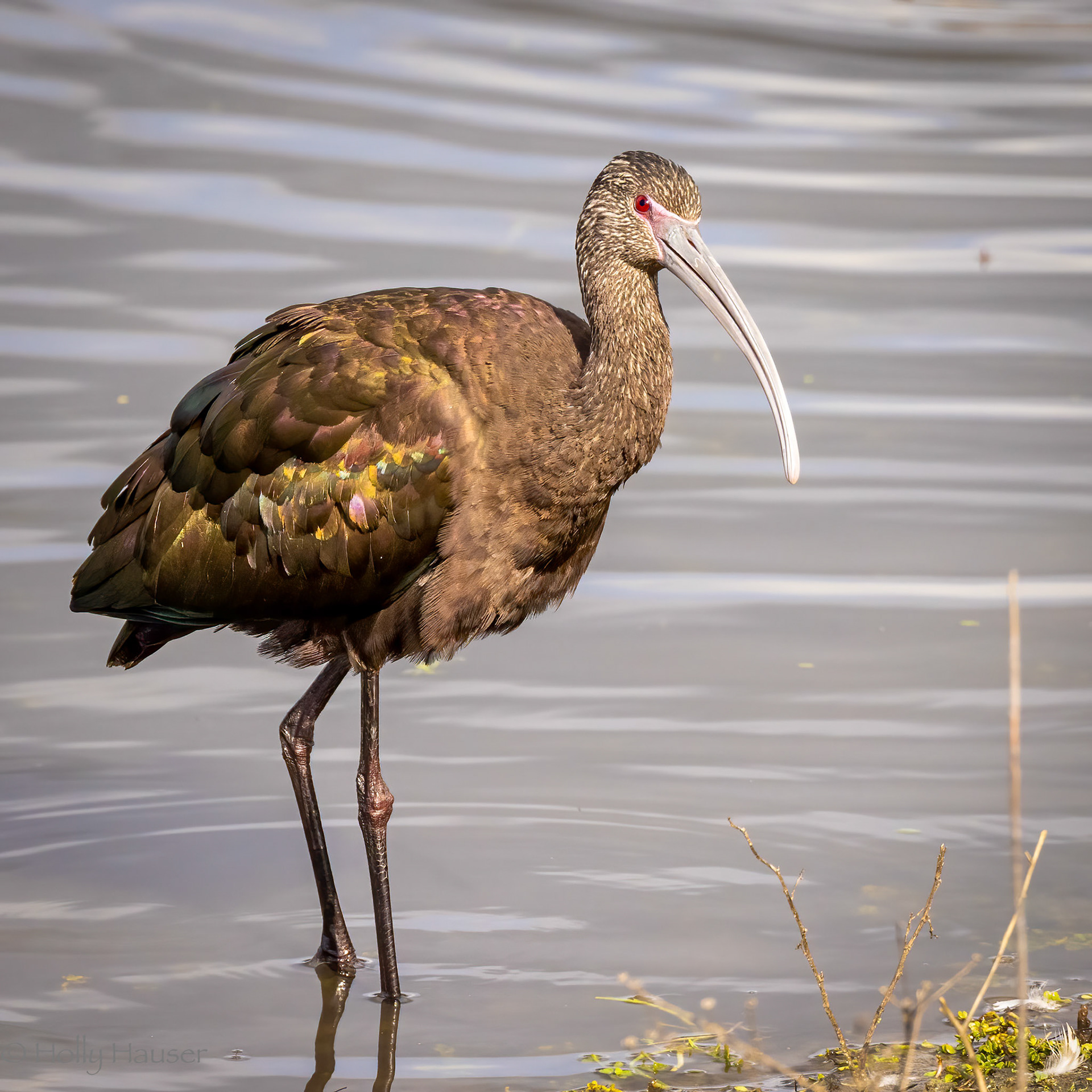 White-faced Ibis