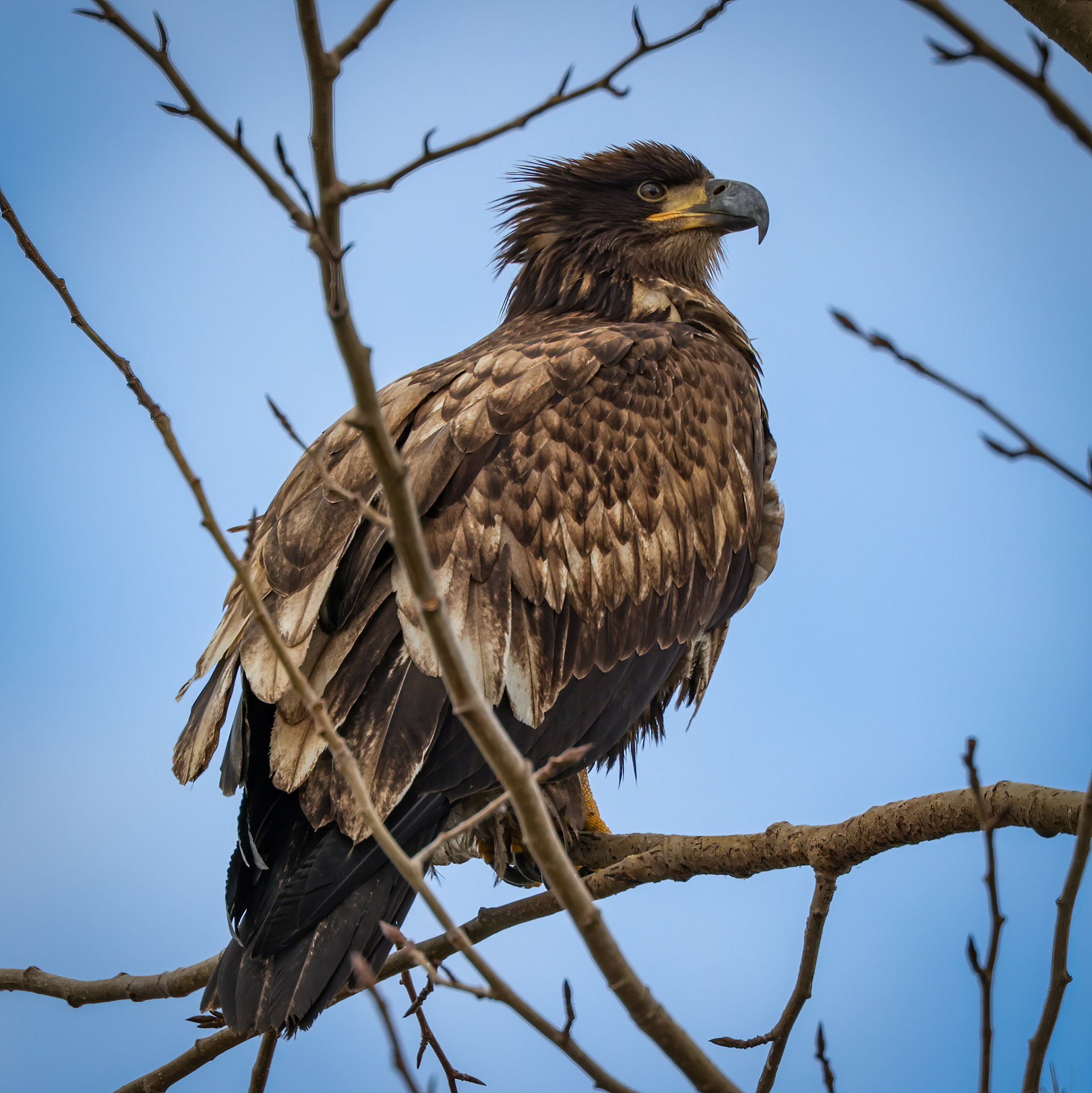 Juvenile Eagle, Samish Flats