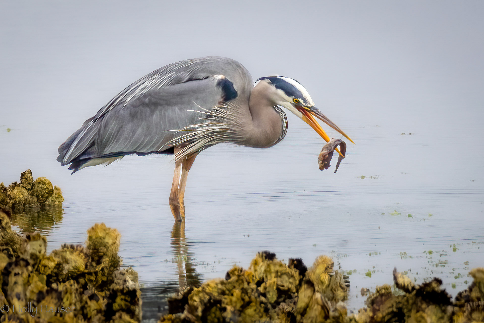 Great Blue Heron
