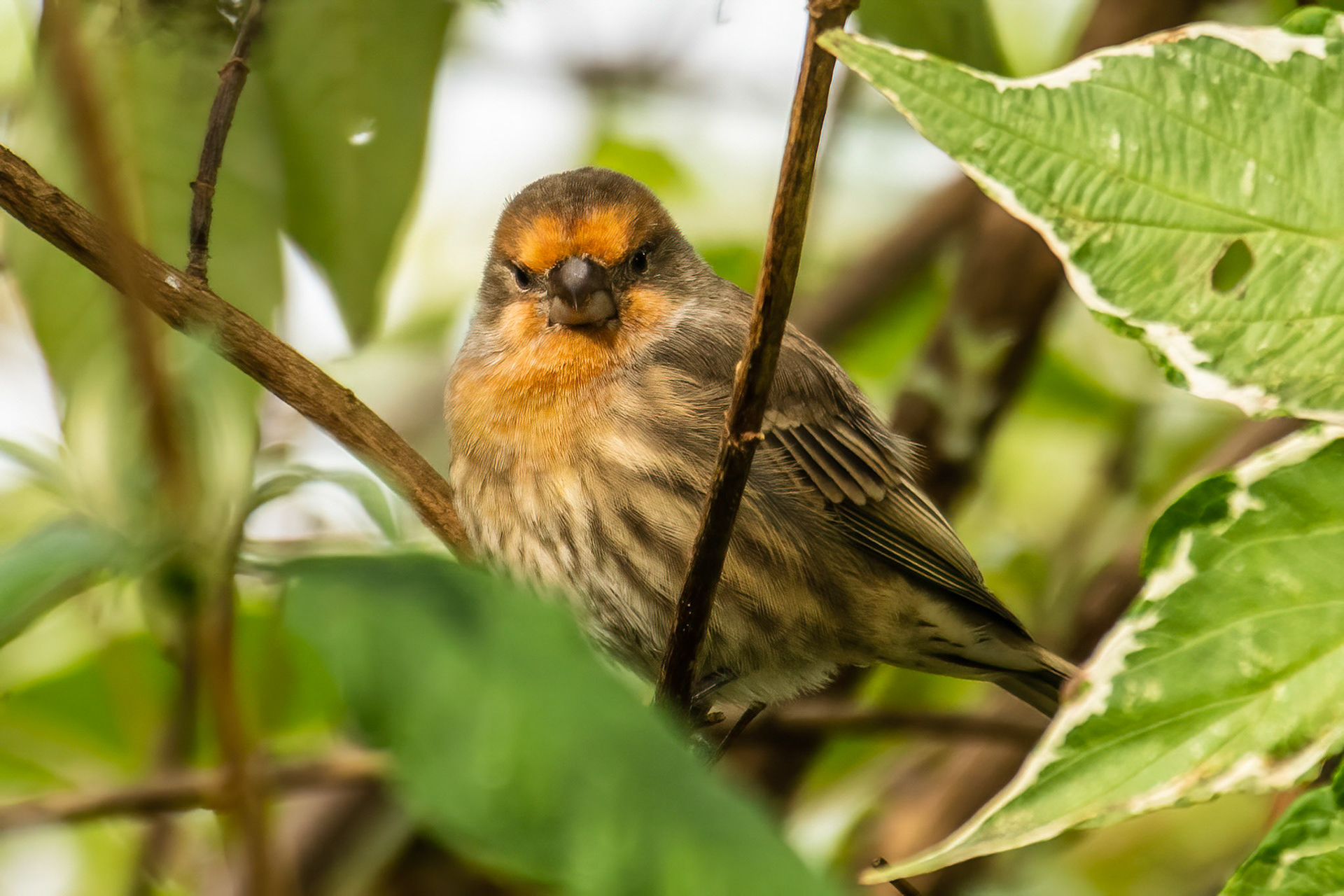 House Finch