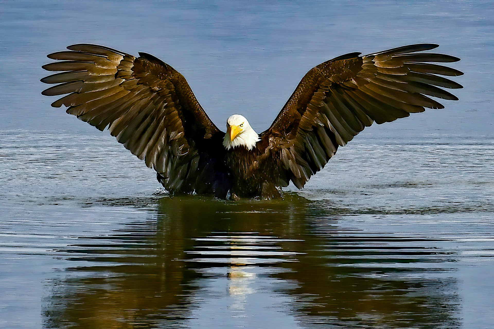 Mature Eagle, Puget Sound