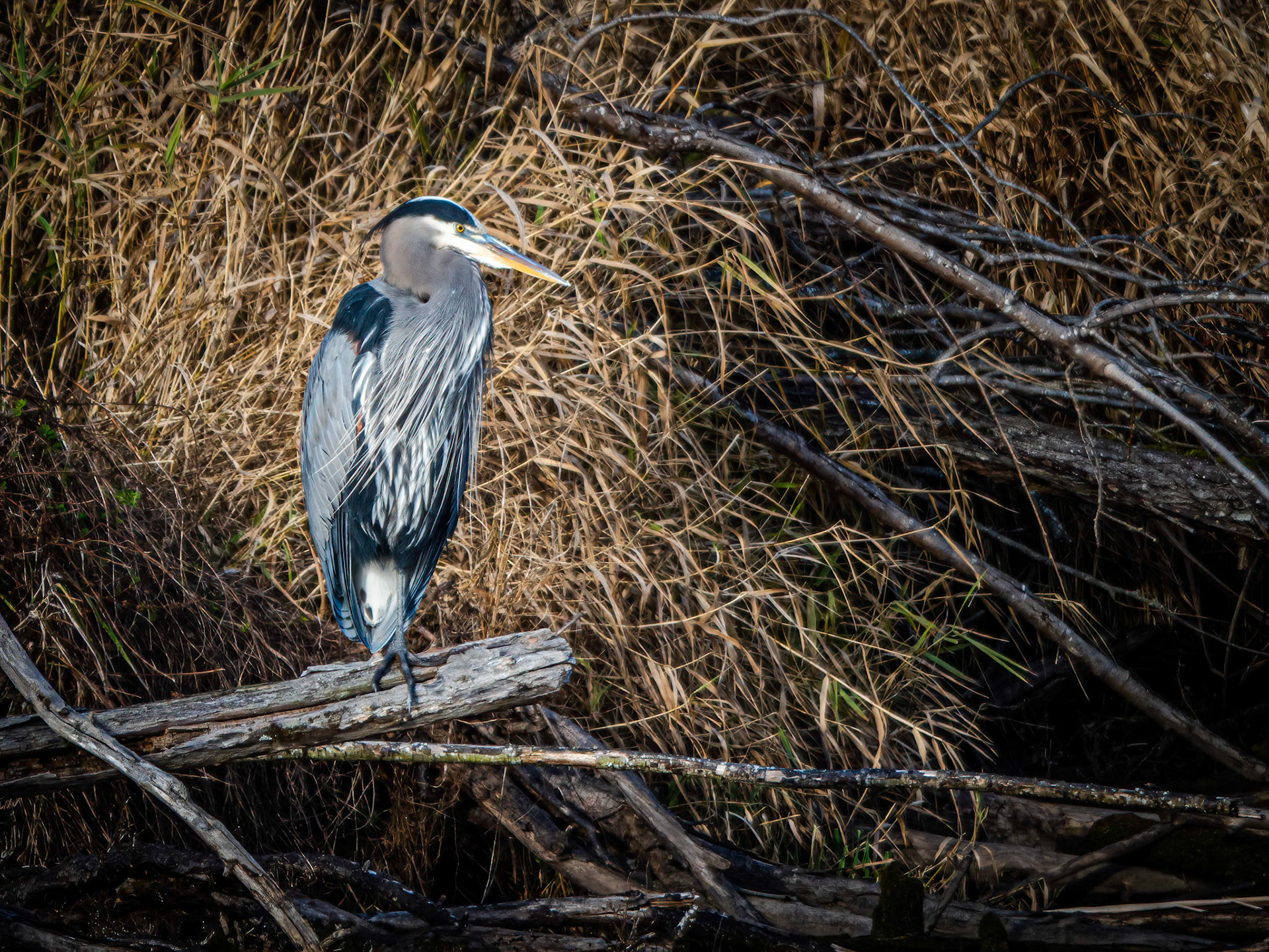 Great Blue Heron