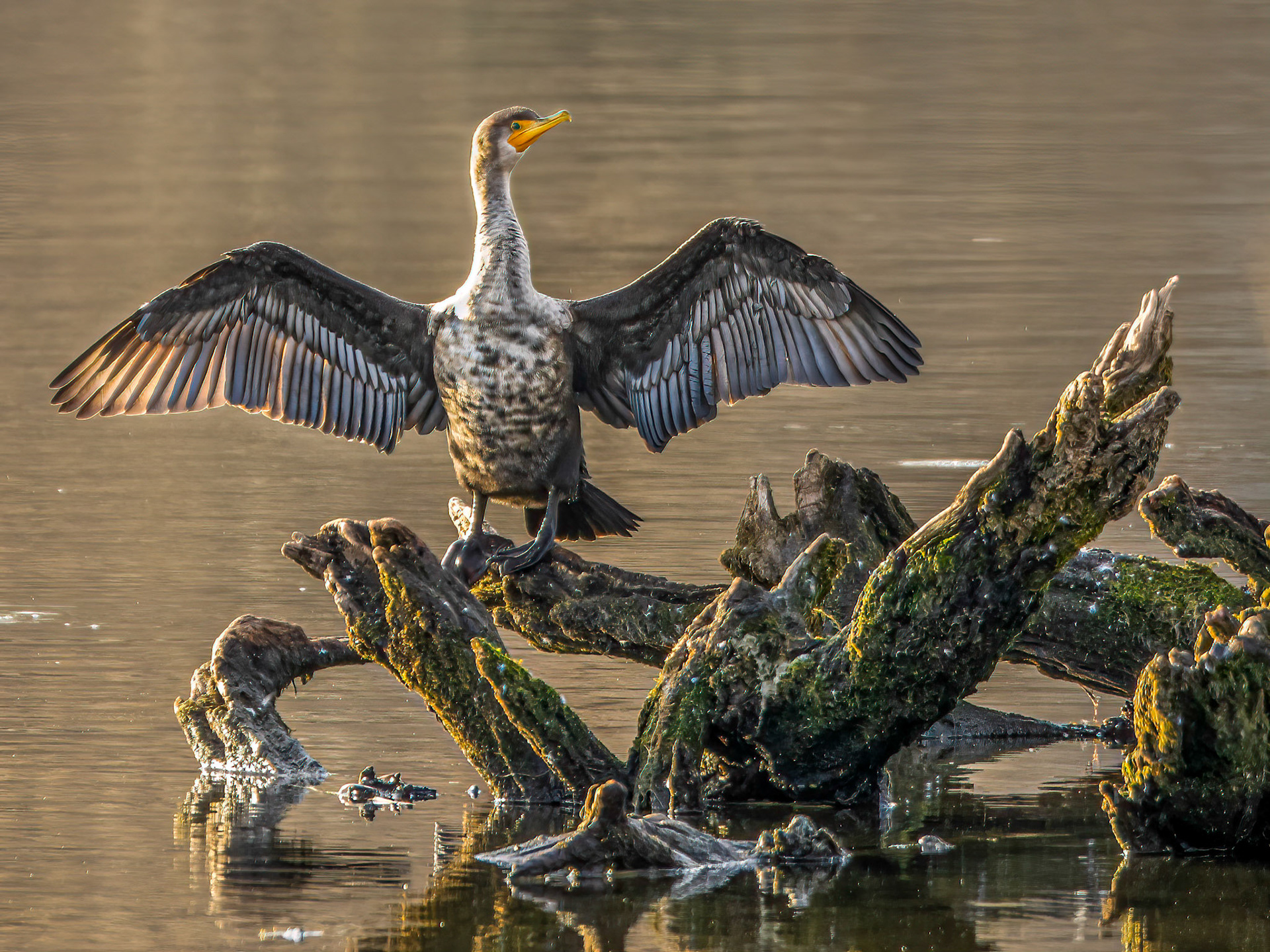 Double-crested Cormorant
