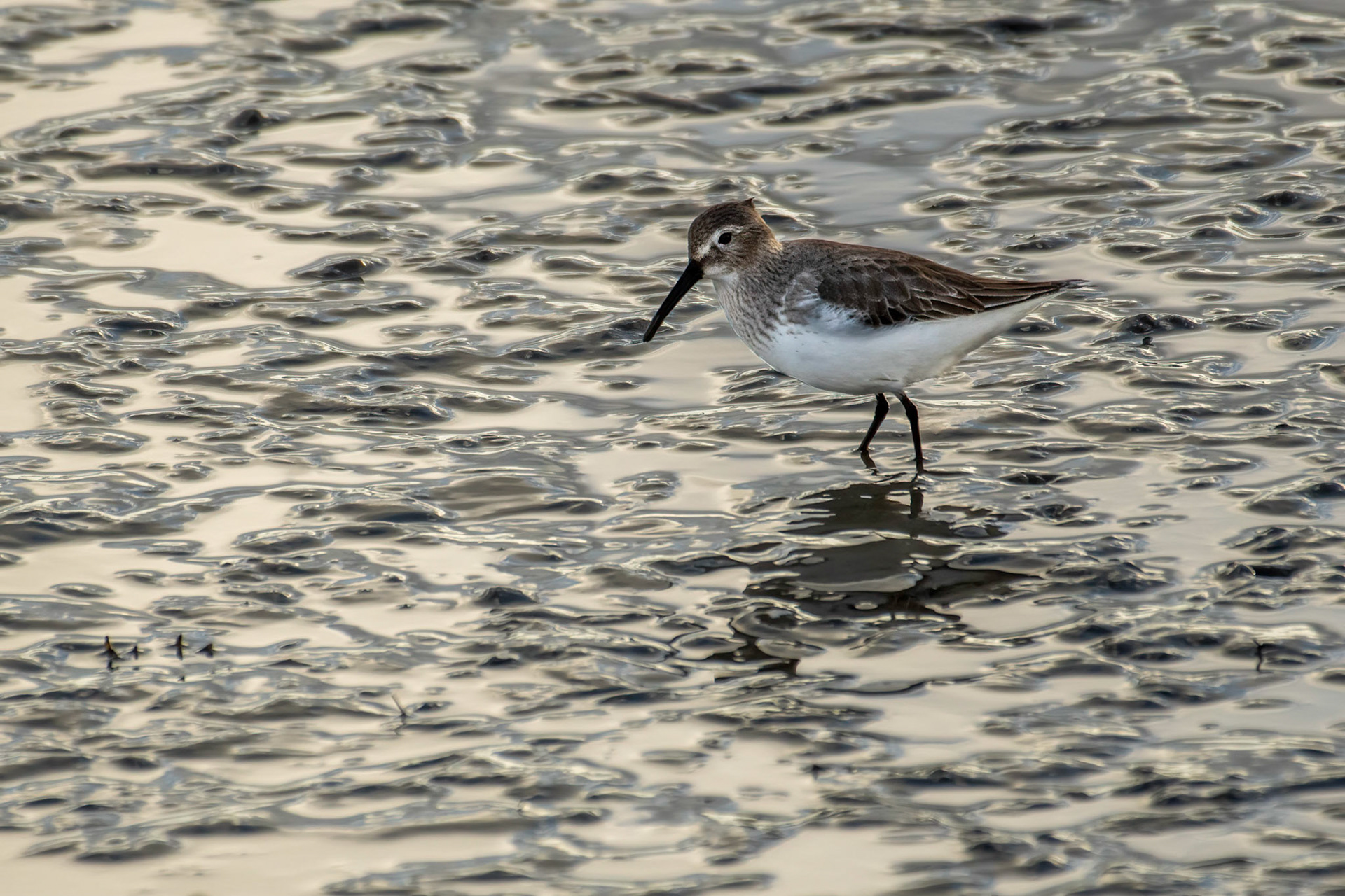 Dunlin