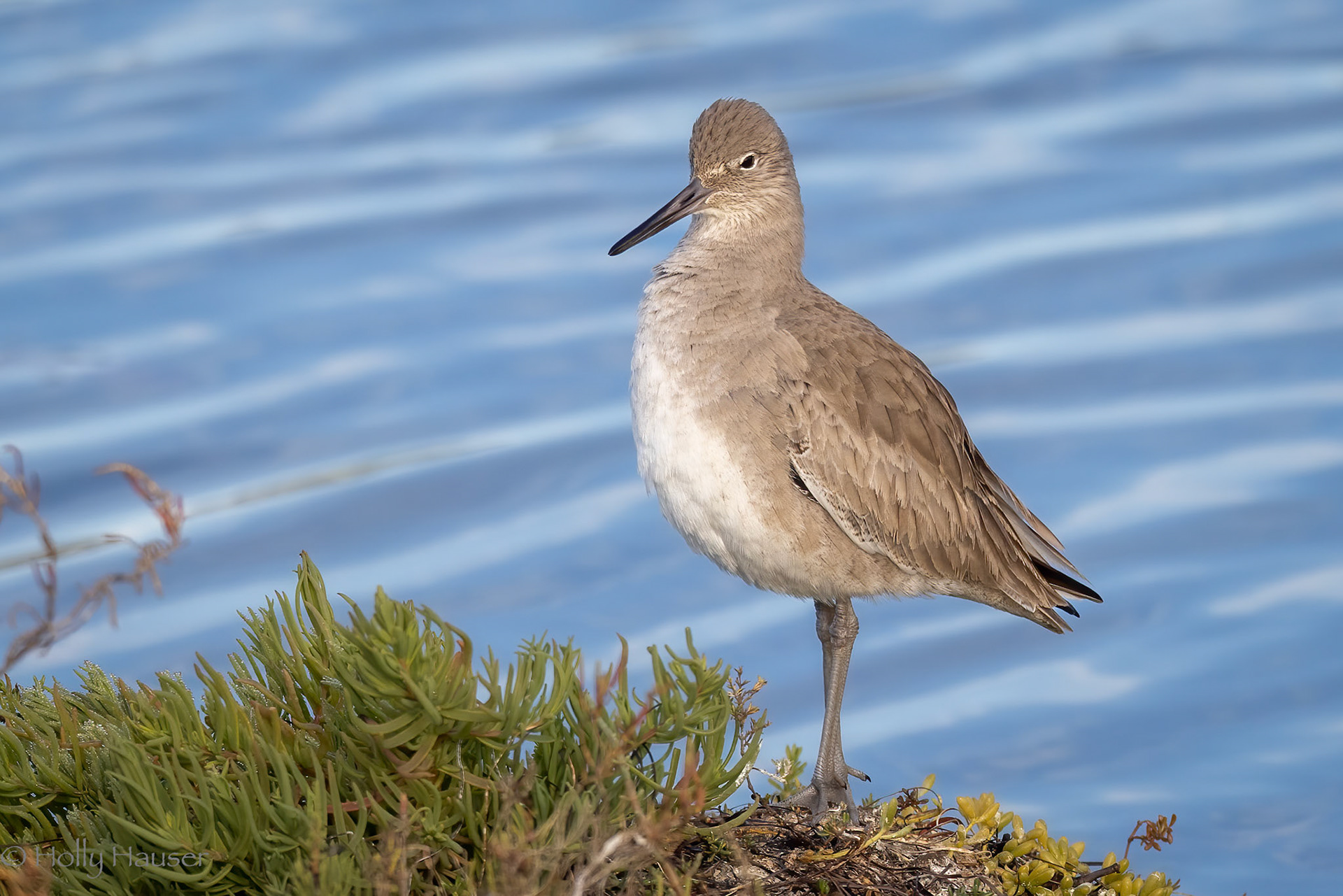 Whimbrel