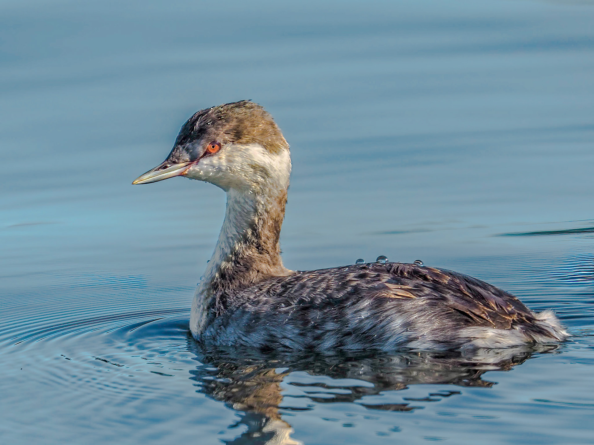 Horned Grebe