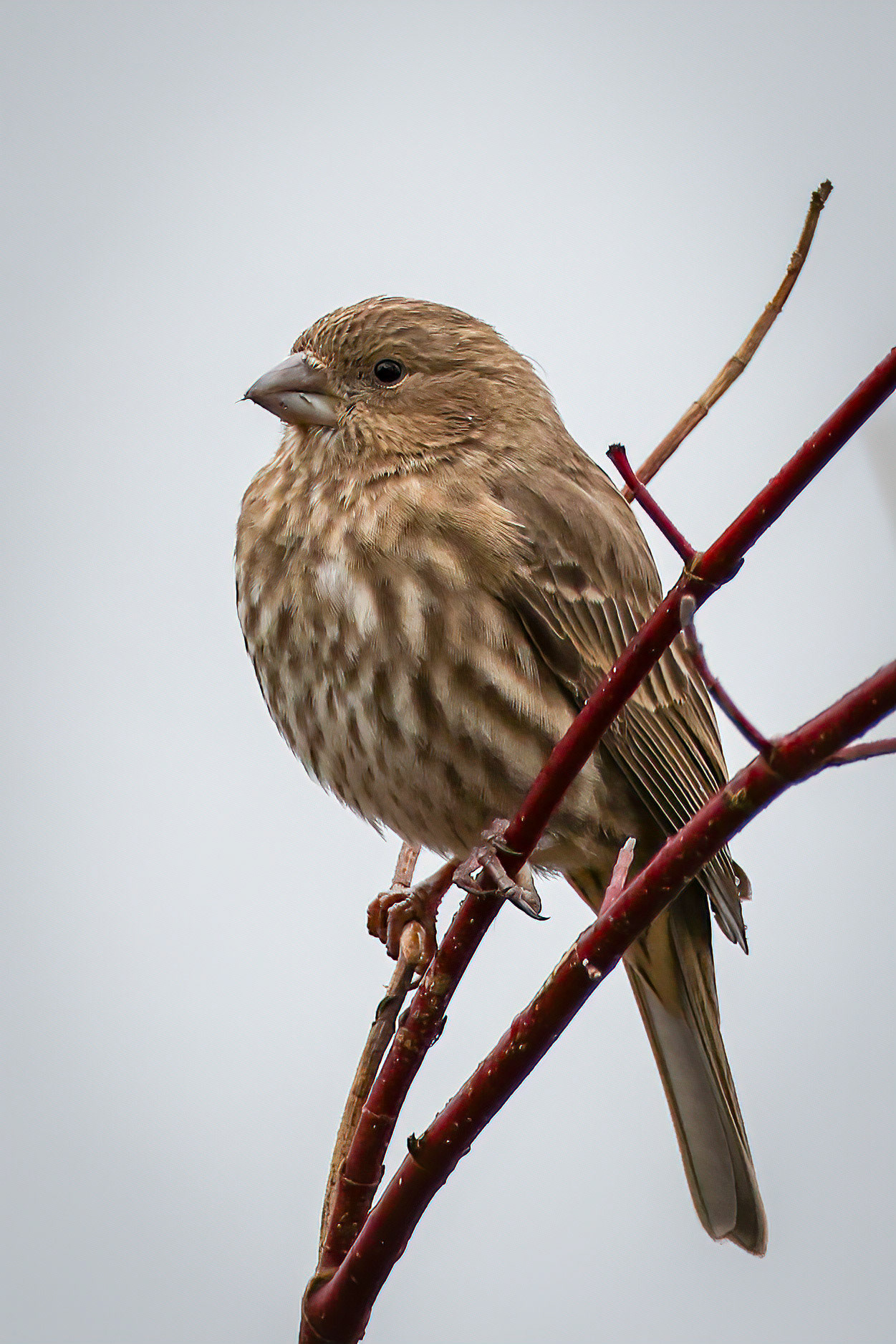 House Finch