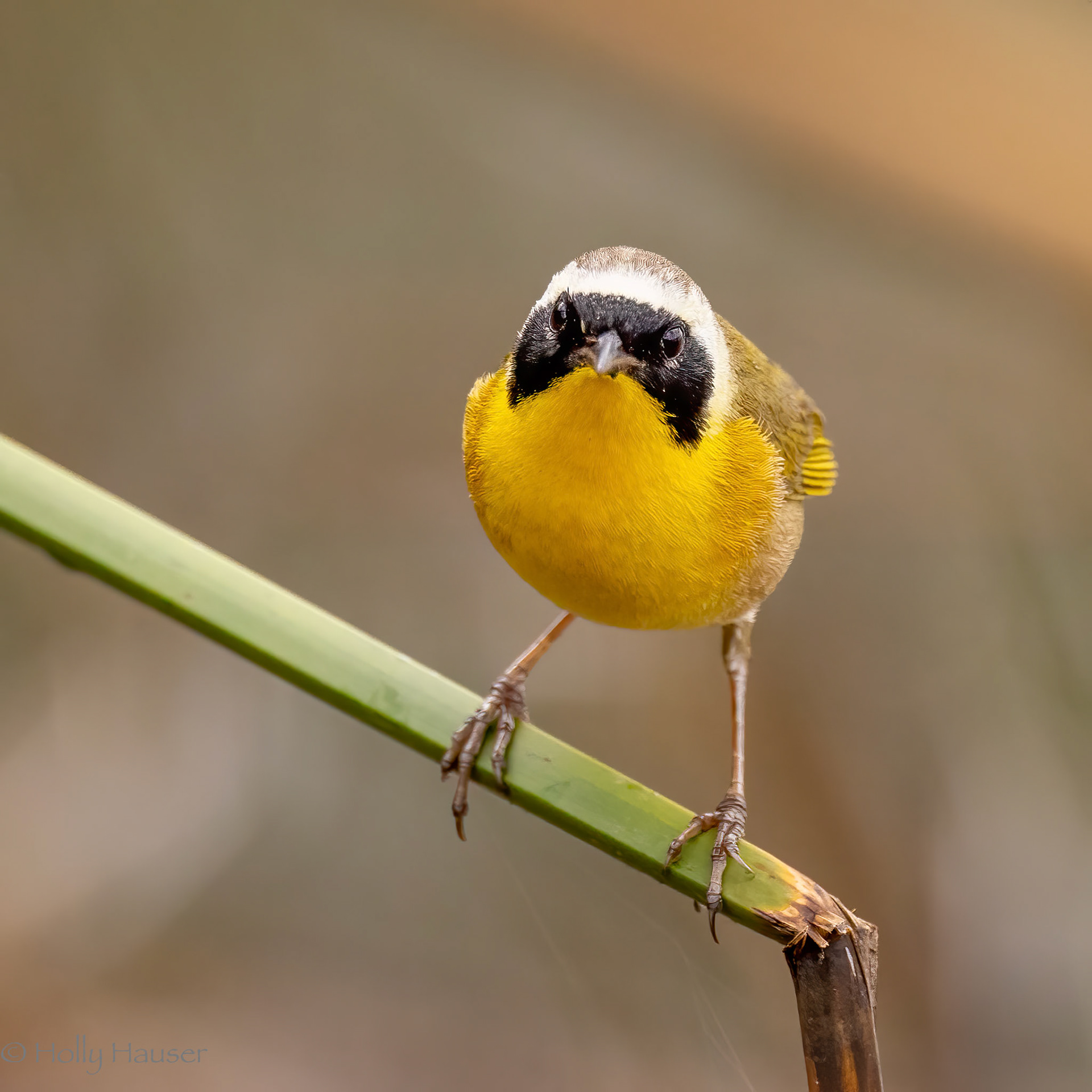 Common Yellowthroat