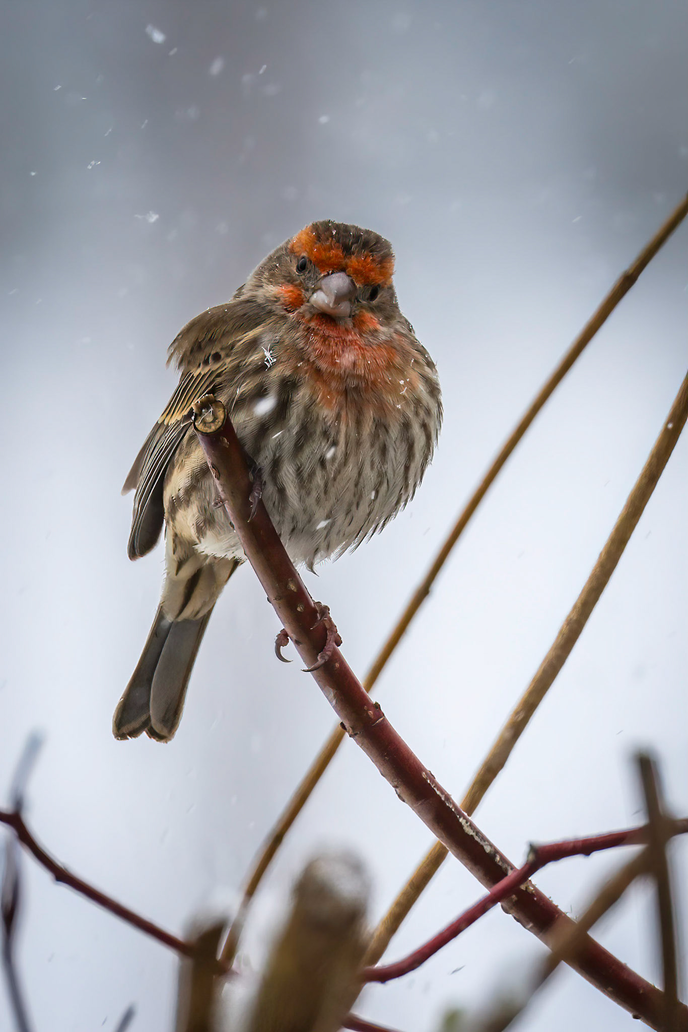 House Finch