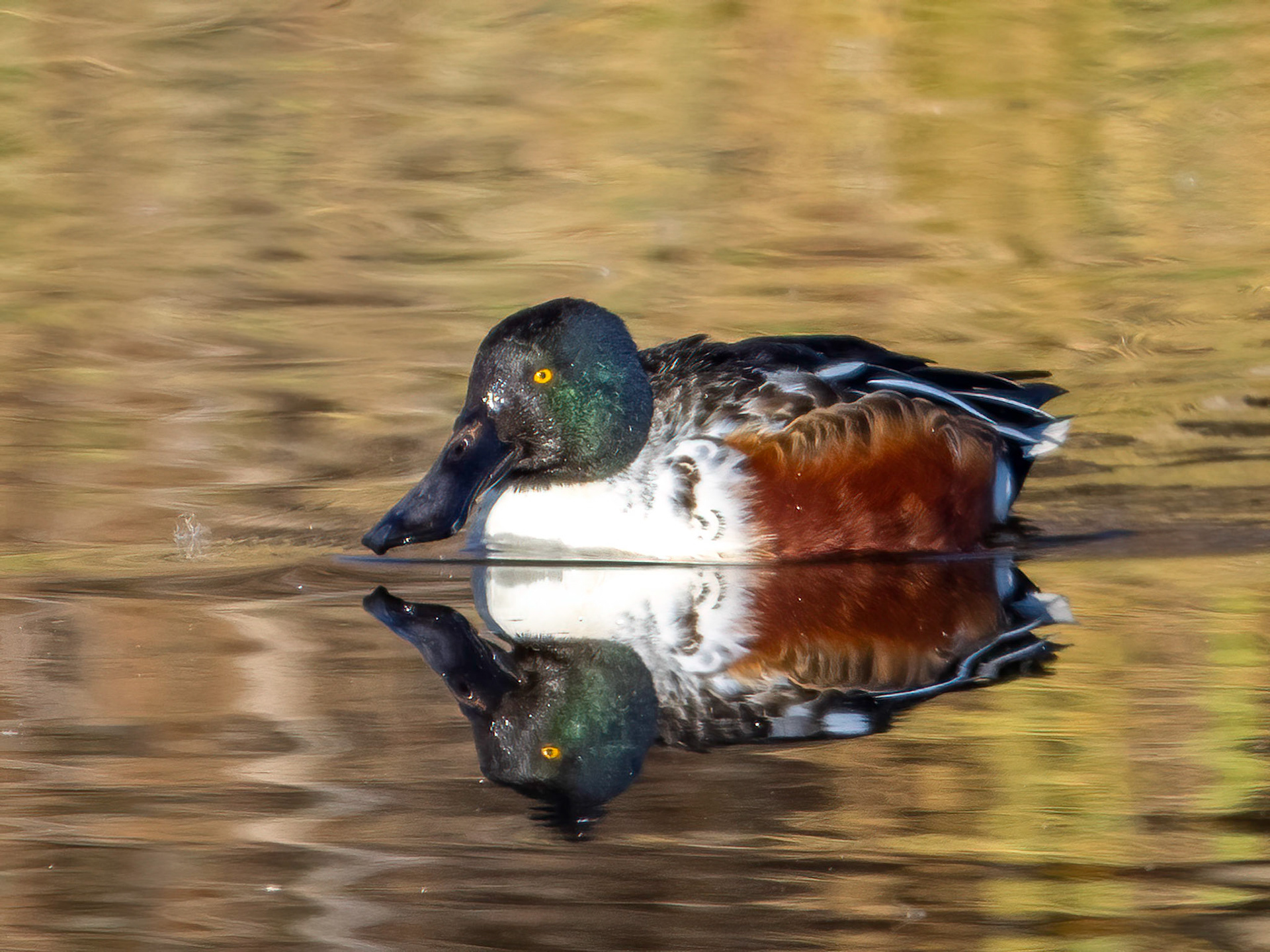 Northern Shoveler