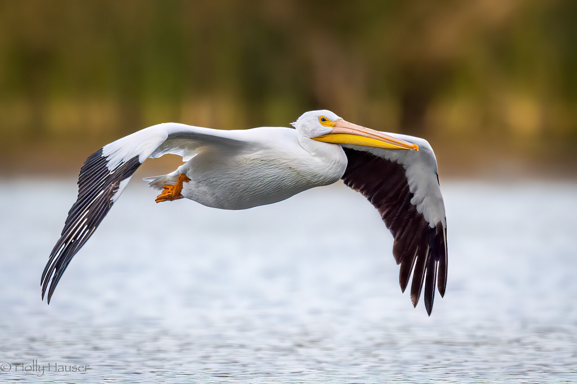 American White Pelican