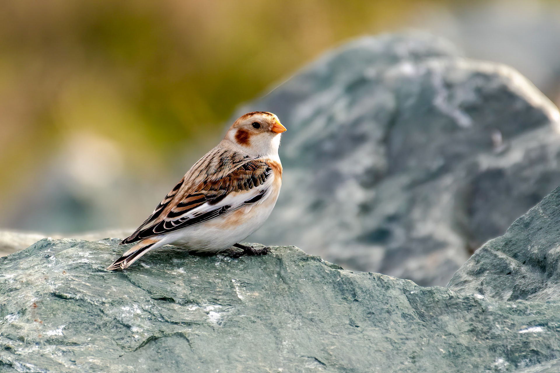 Snow Bunting