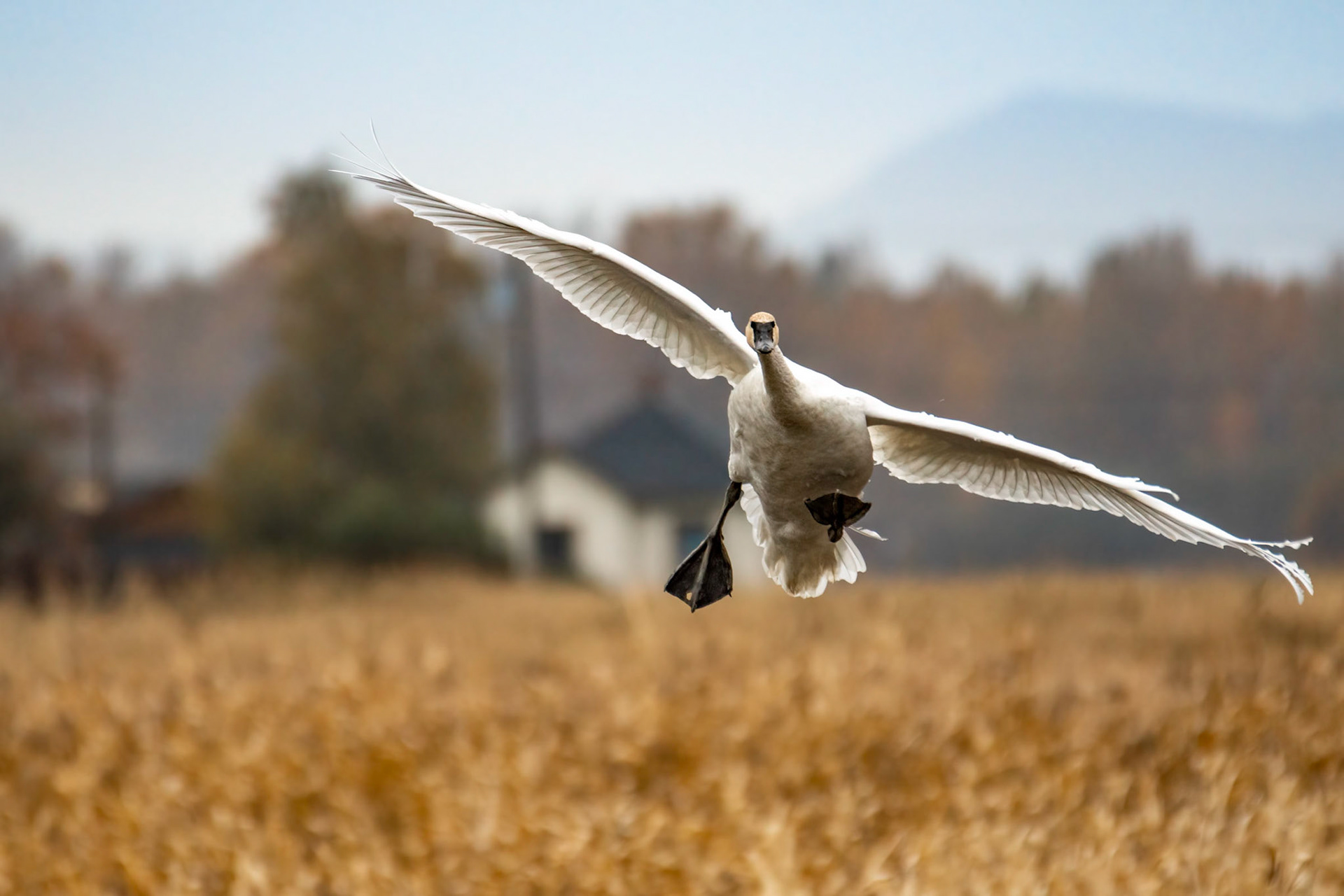 Trumpeter Swan