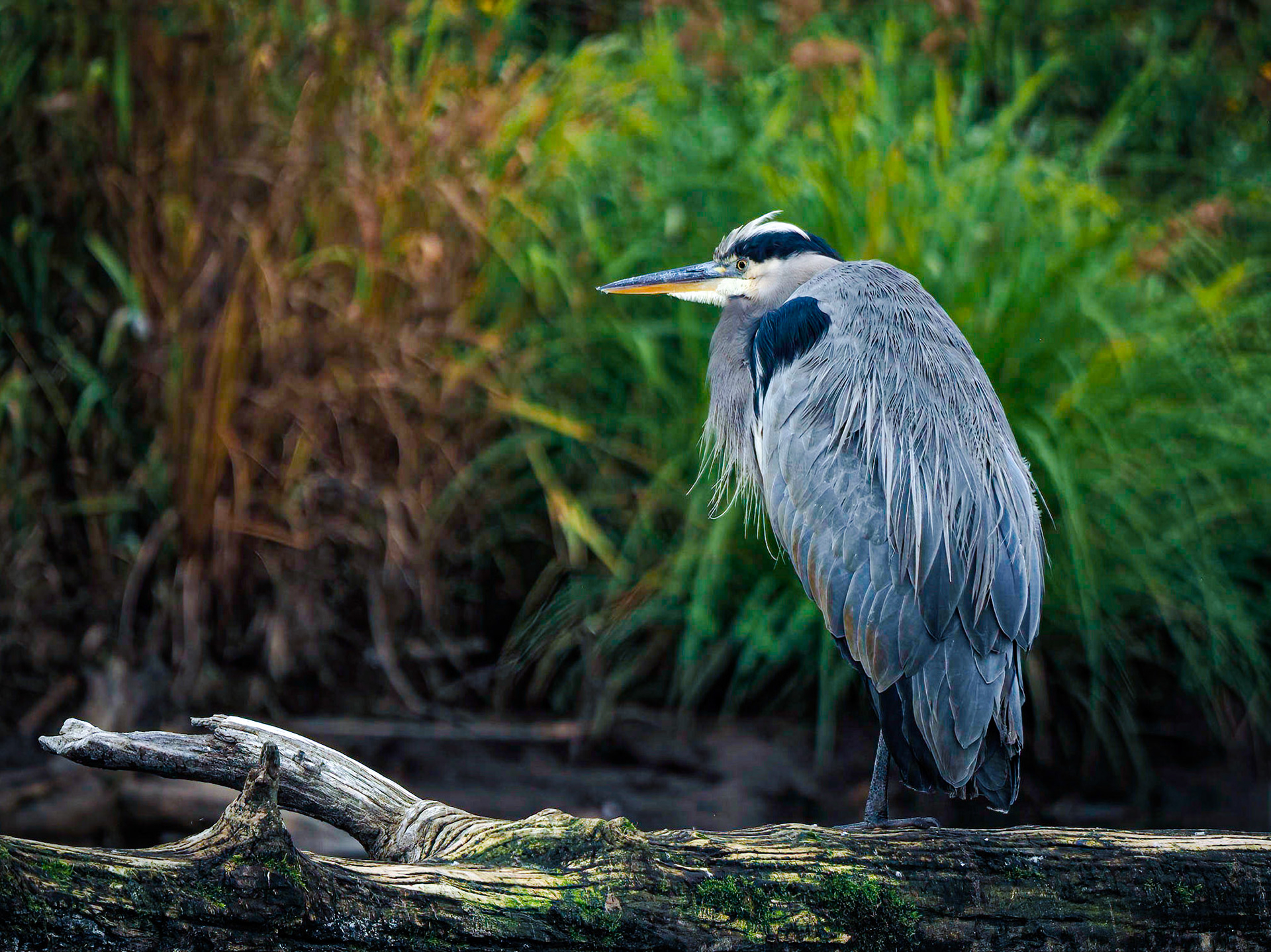 Great Blue Heron