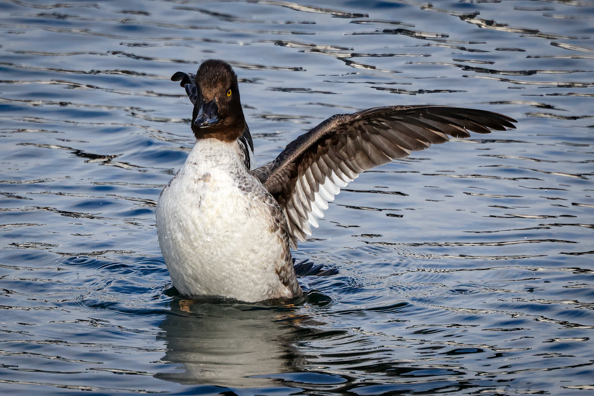 Common Goldeneye