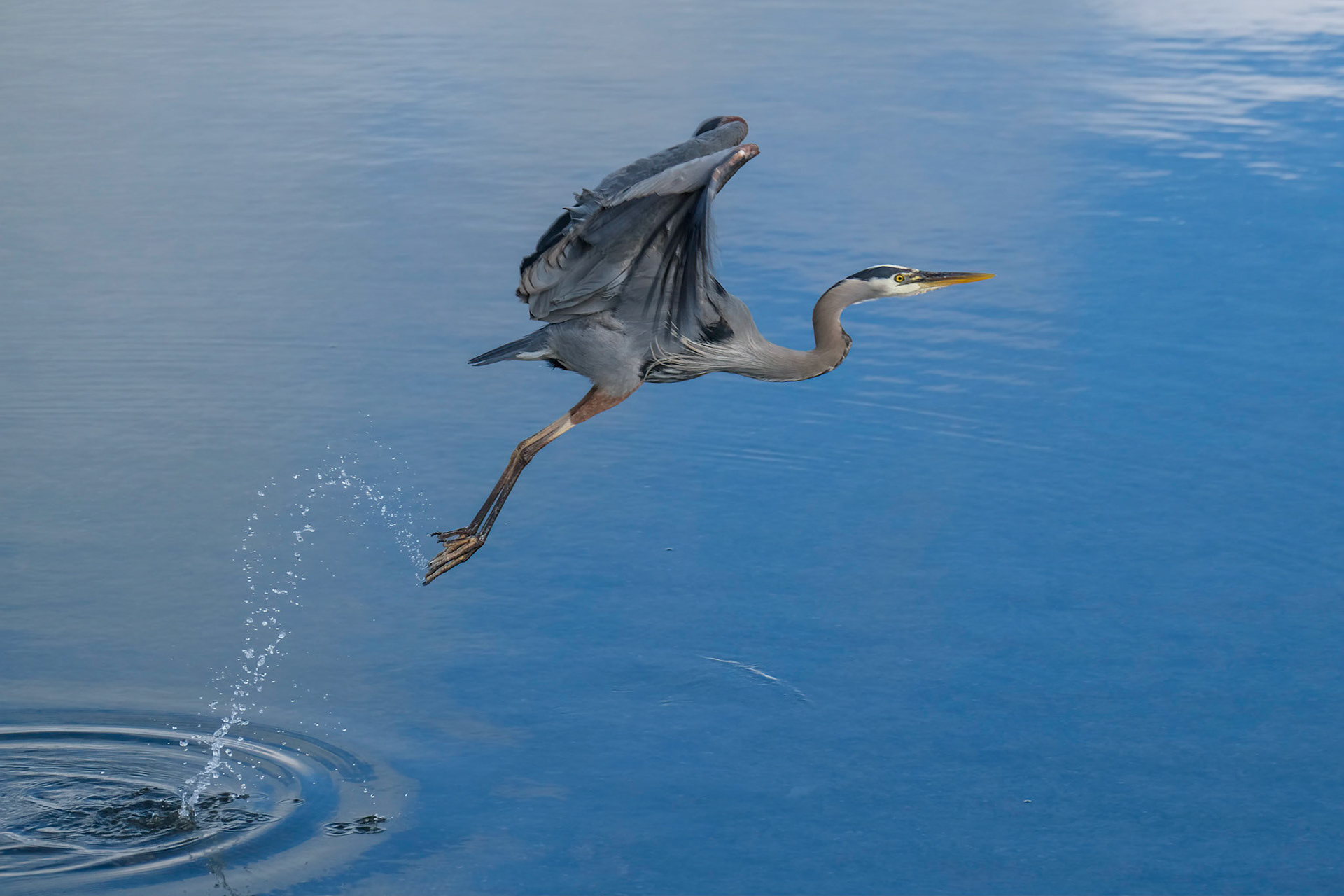 Great Blue Heron