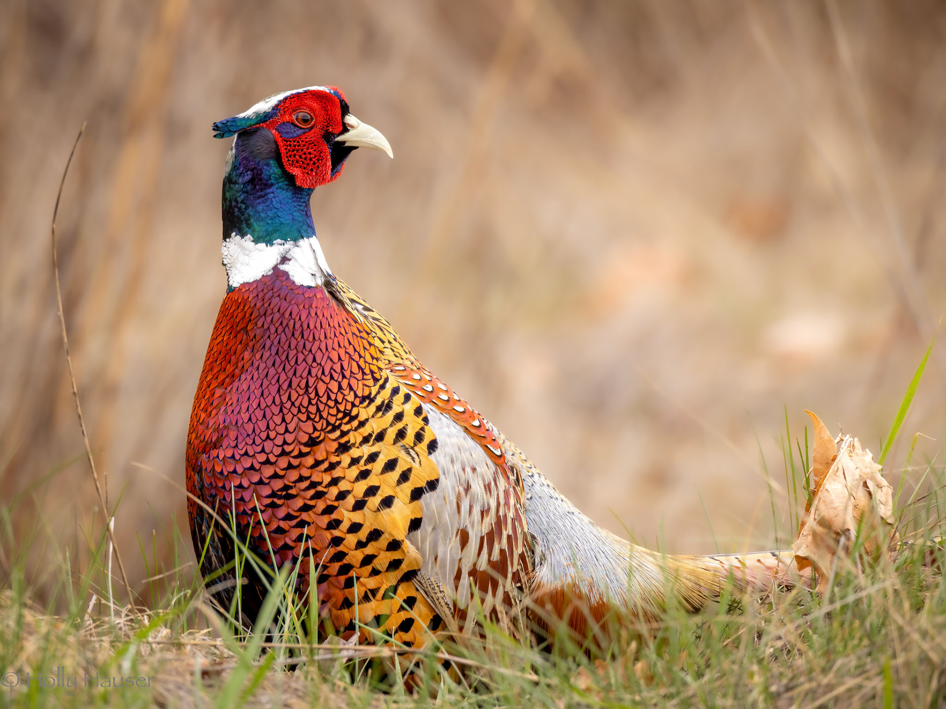 Ring necked Pheasant